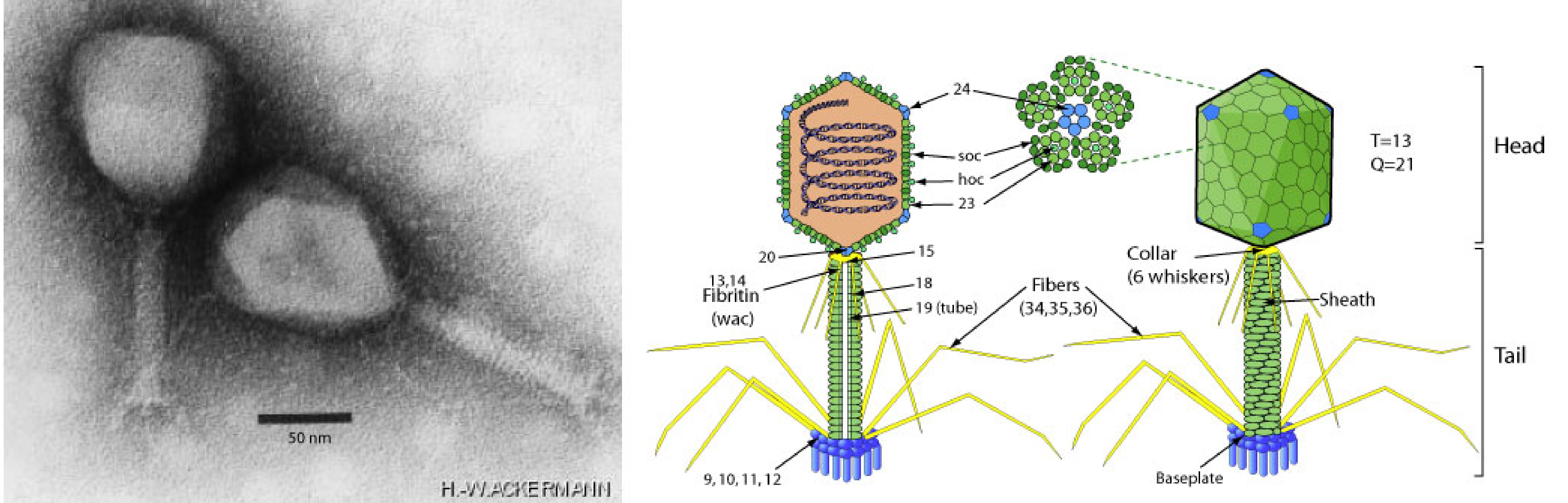Caudoviricete particle