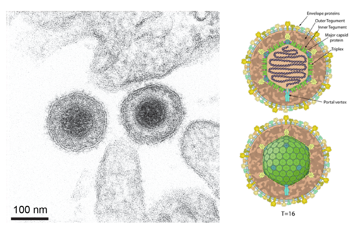 Herviviricete particles