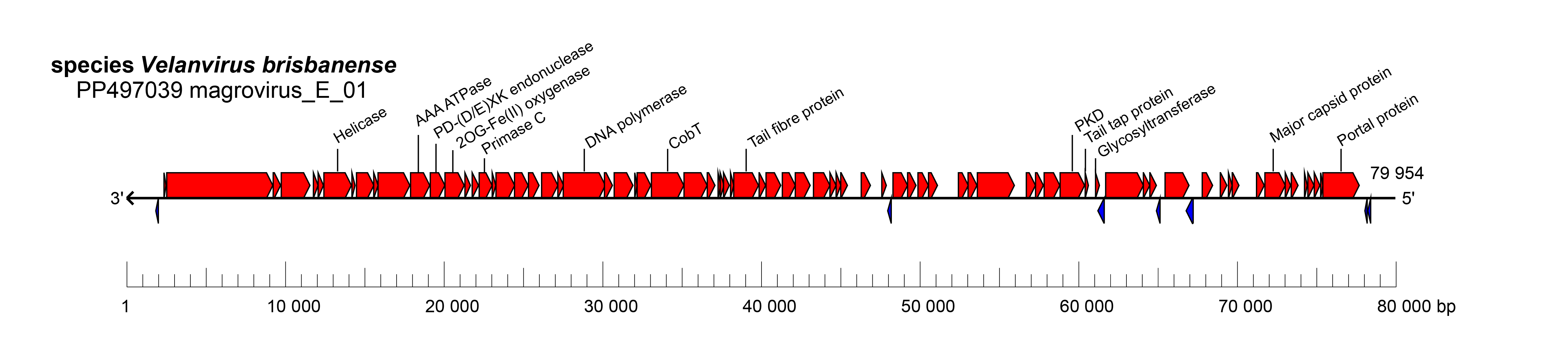 Krittikaviridae genome