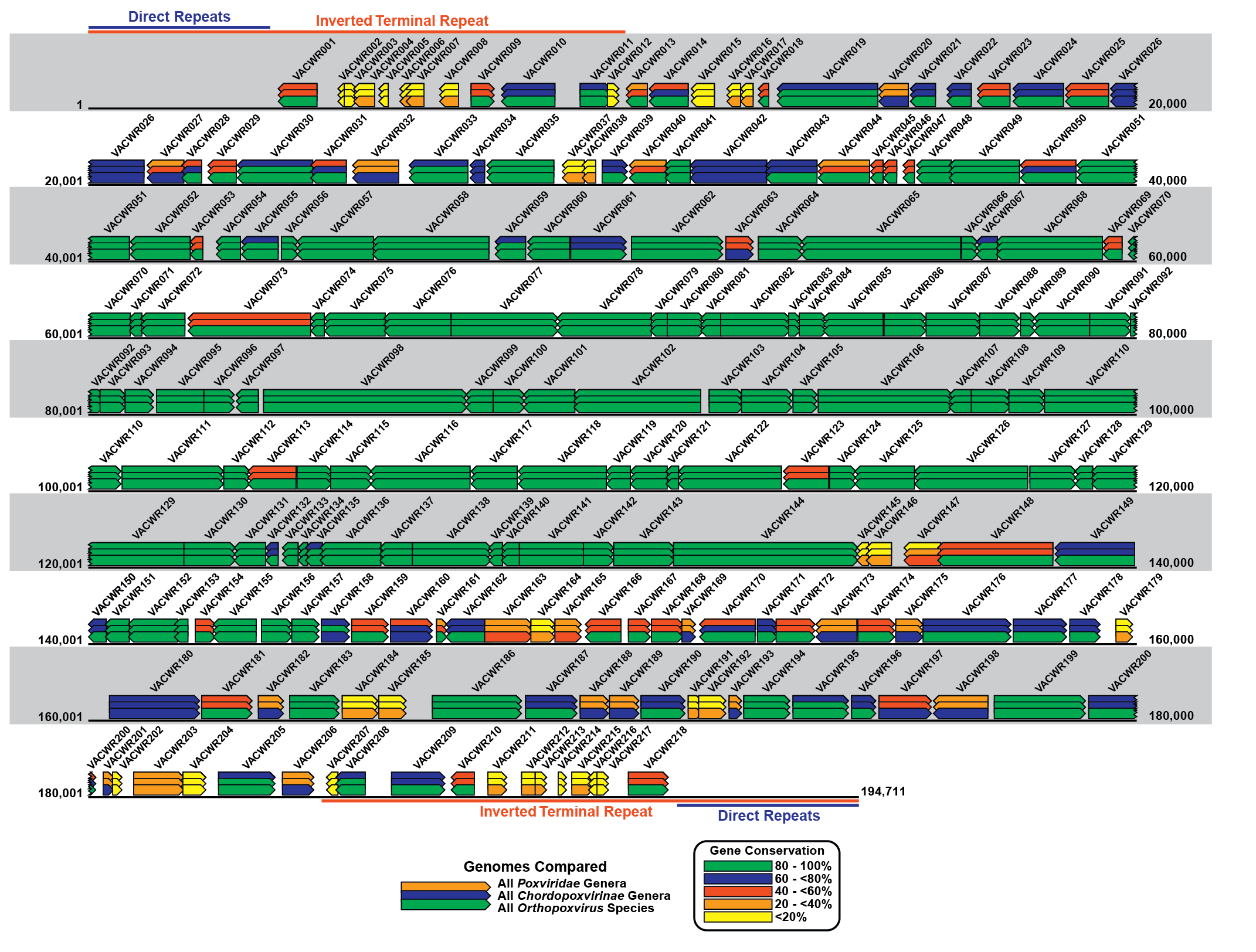 Poxviridae genome organisation