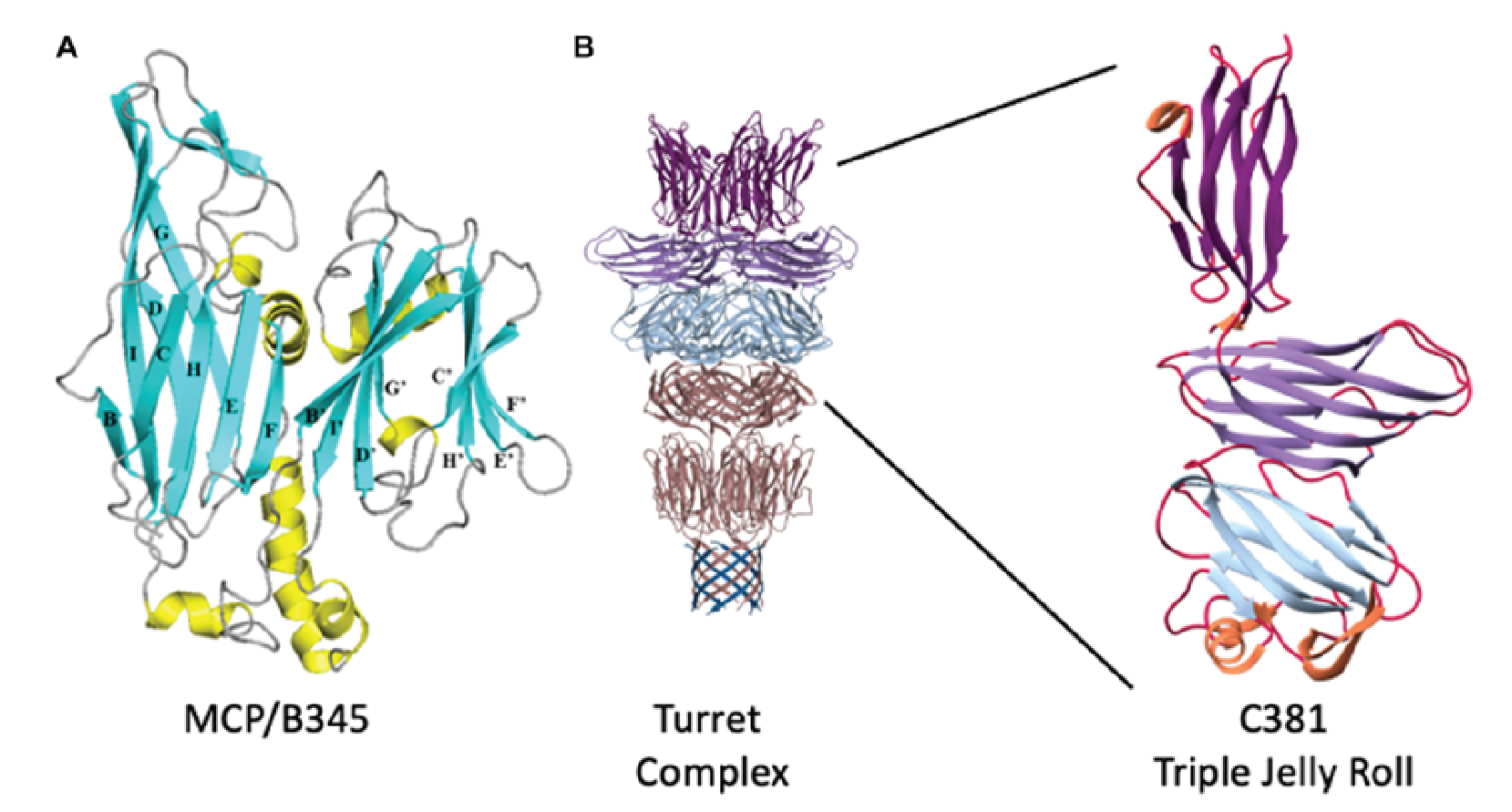 Turriviridae protein structure