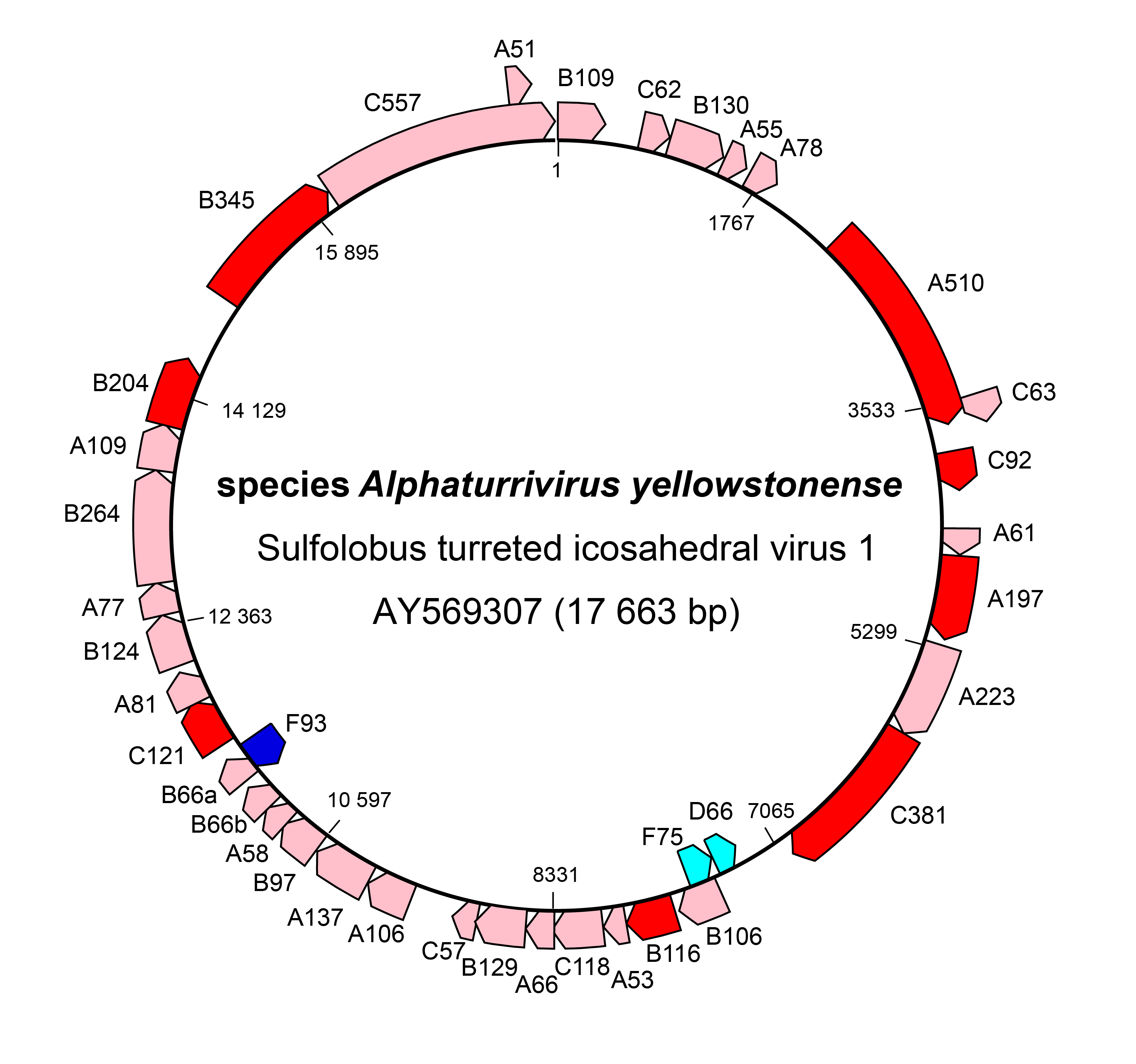 Turriviridae genome structure