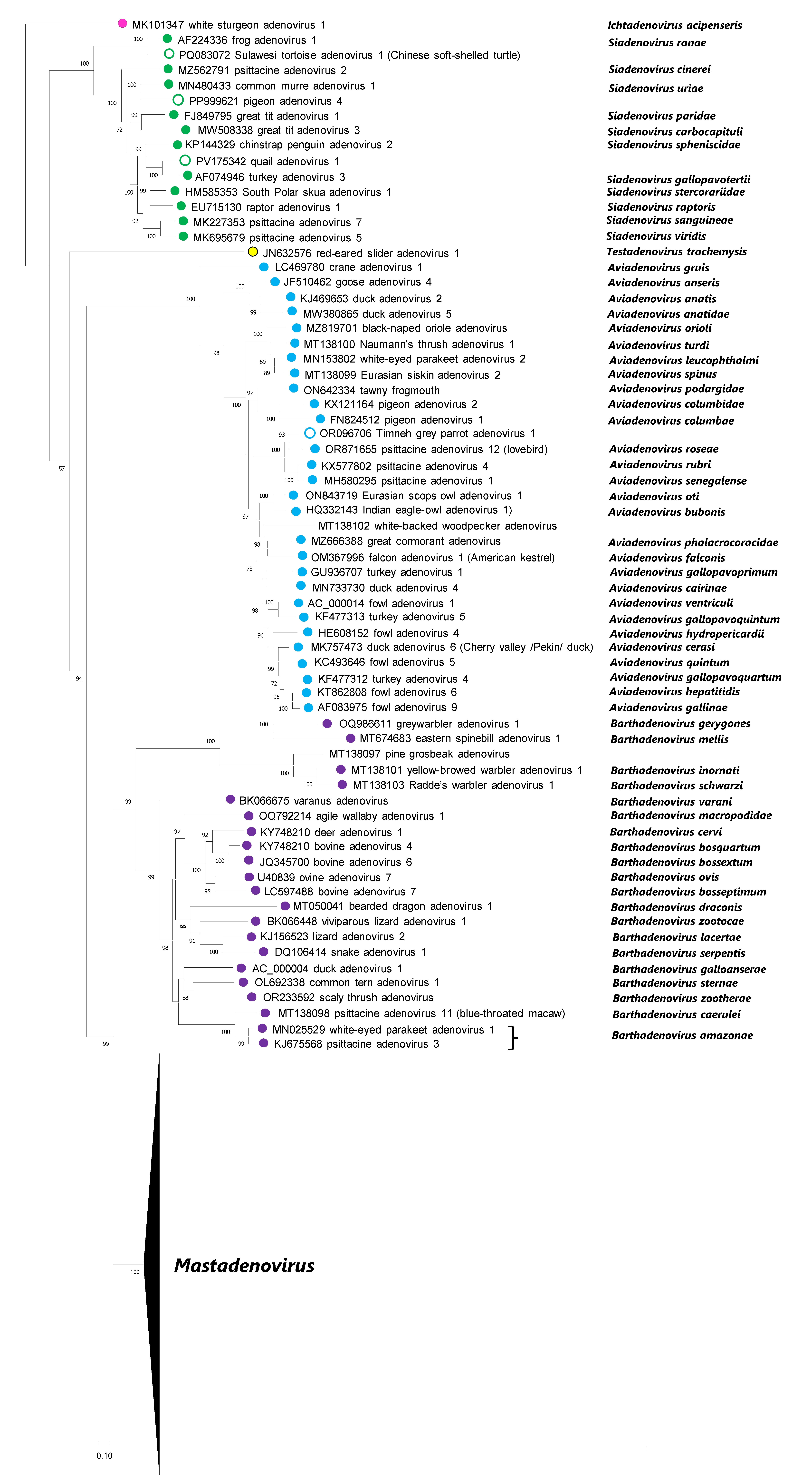 Adenoviridae phylogeny