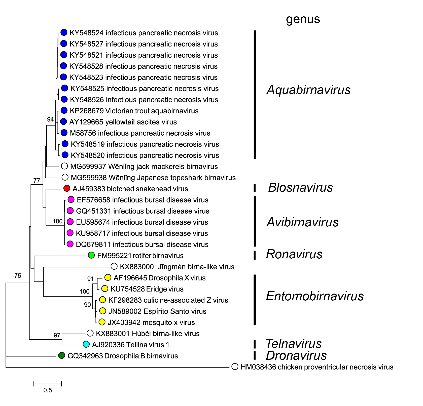 Birnaviridae phylogeny