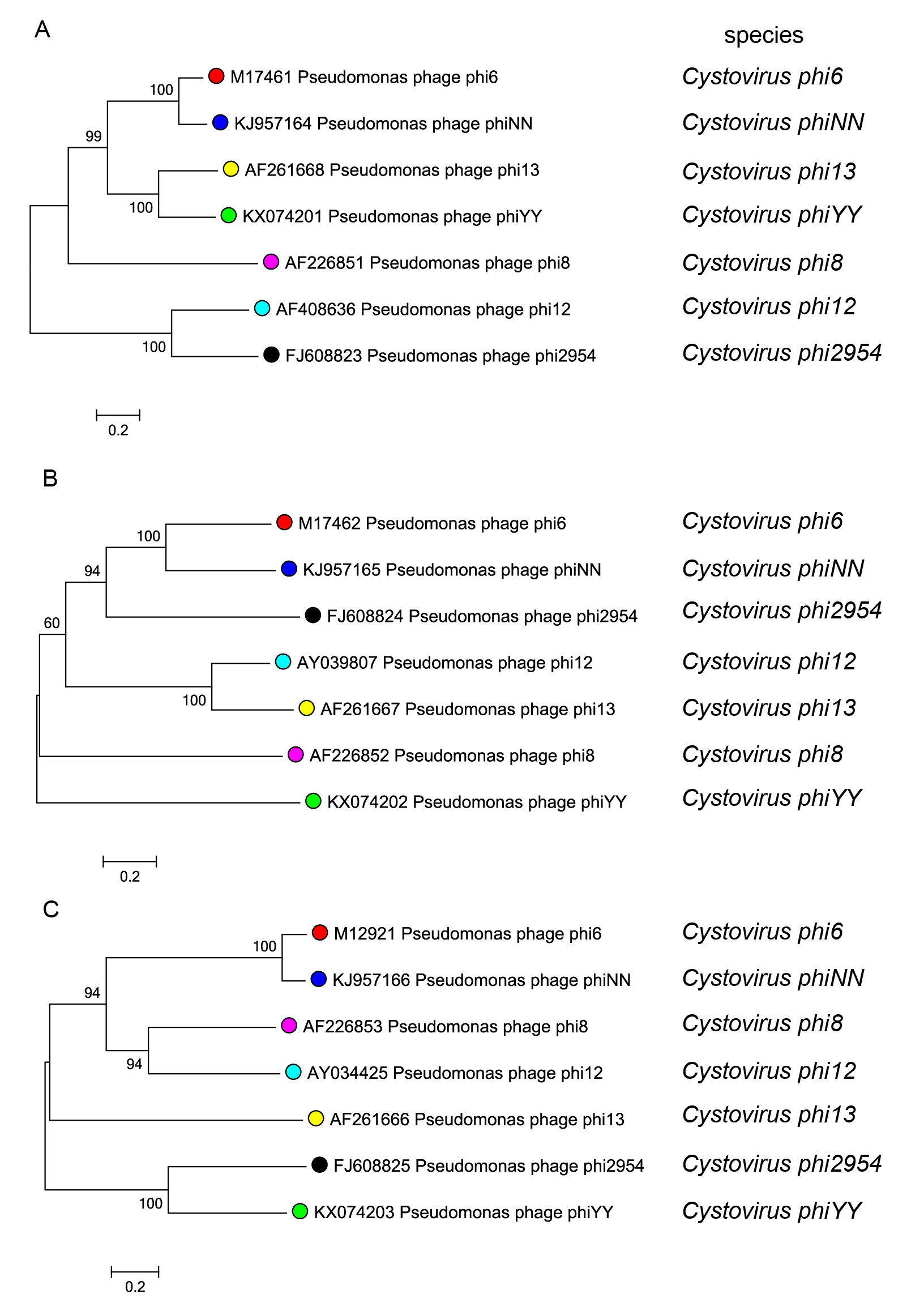 Phylogenetic tree Cystoviridae