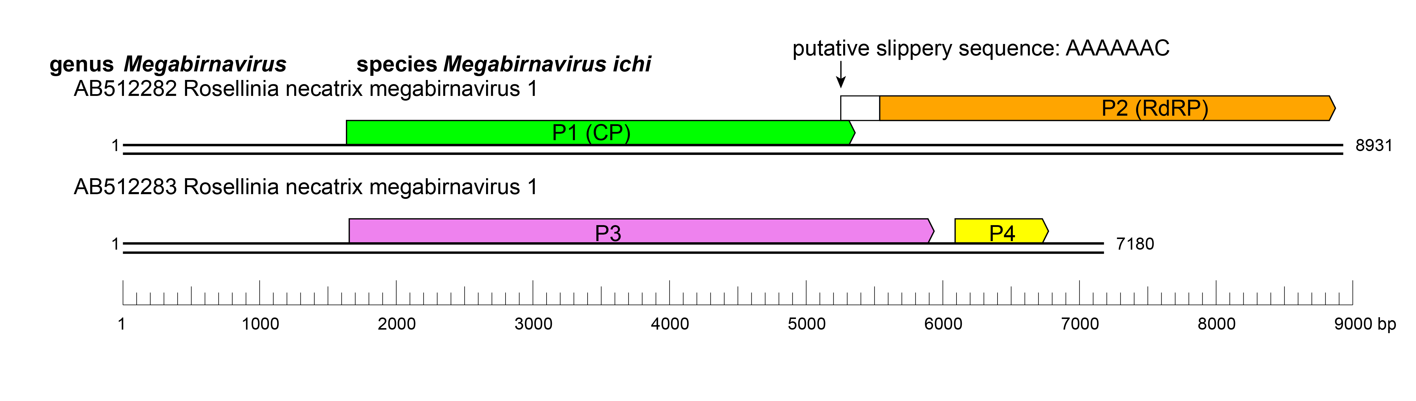 Megabirnaviridae genome