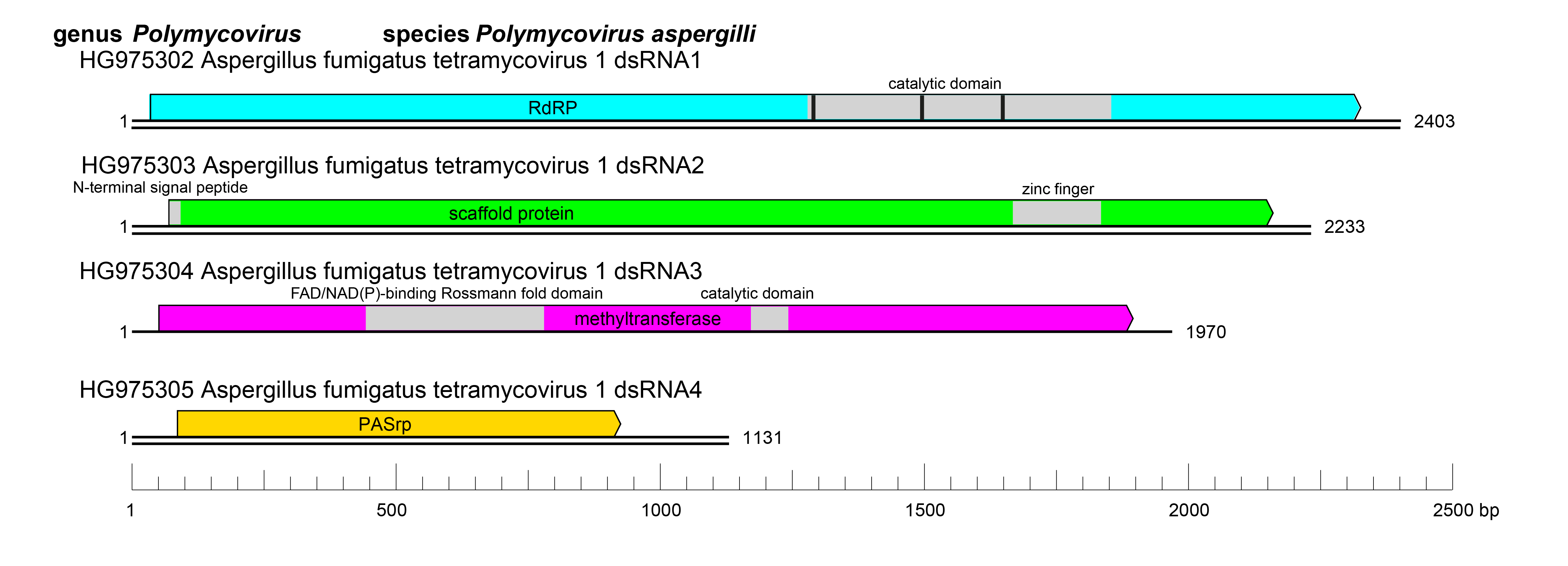 Polymycoviridae genome