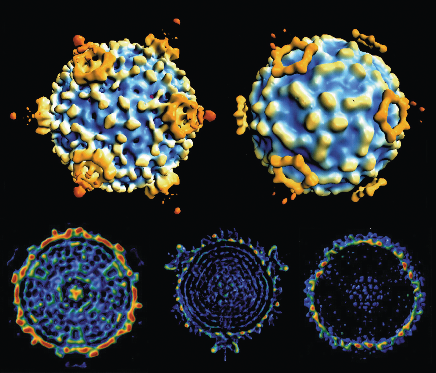 Figure 2. Cypovirus