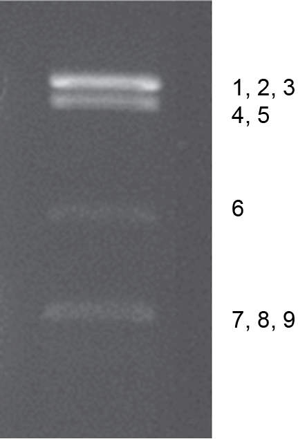 Figure 2. Dinovernavirus