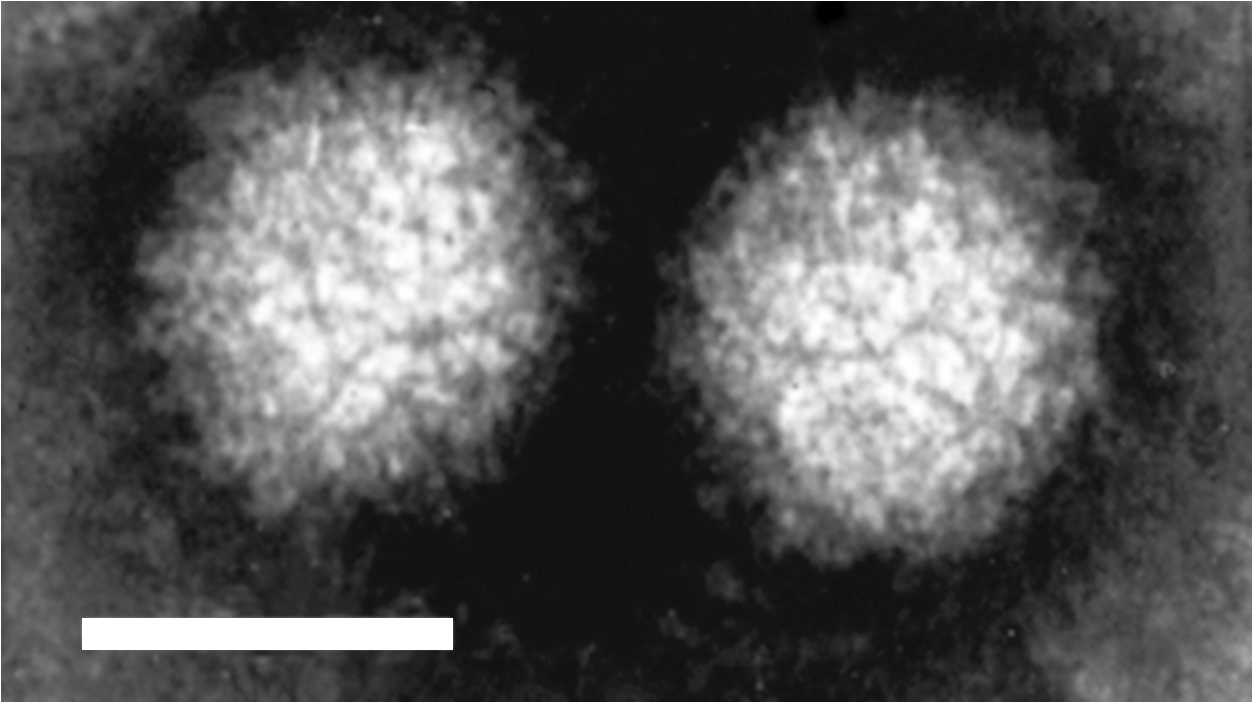 Figure 1. Coltivirus