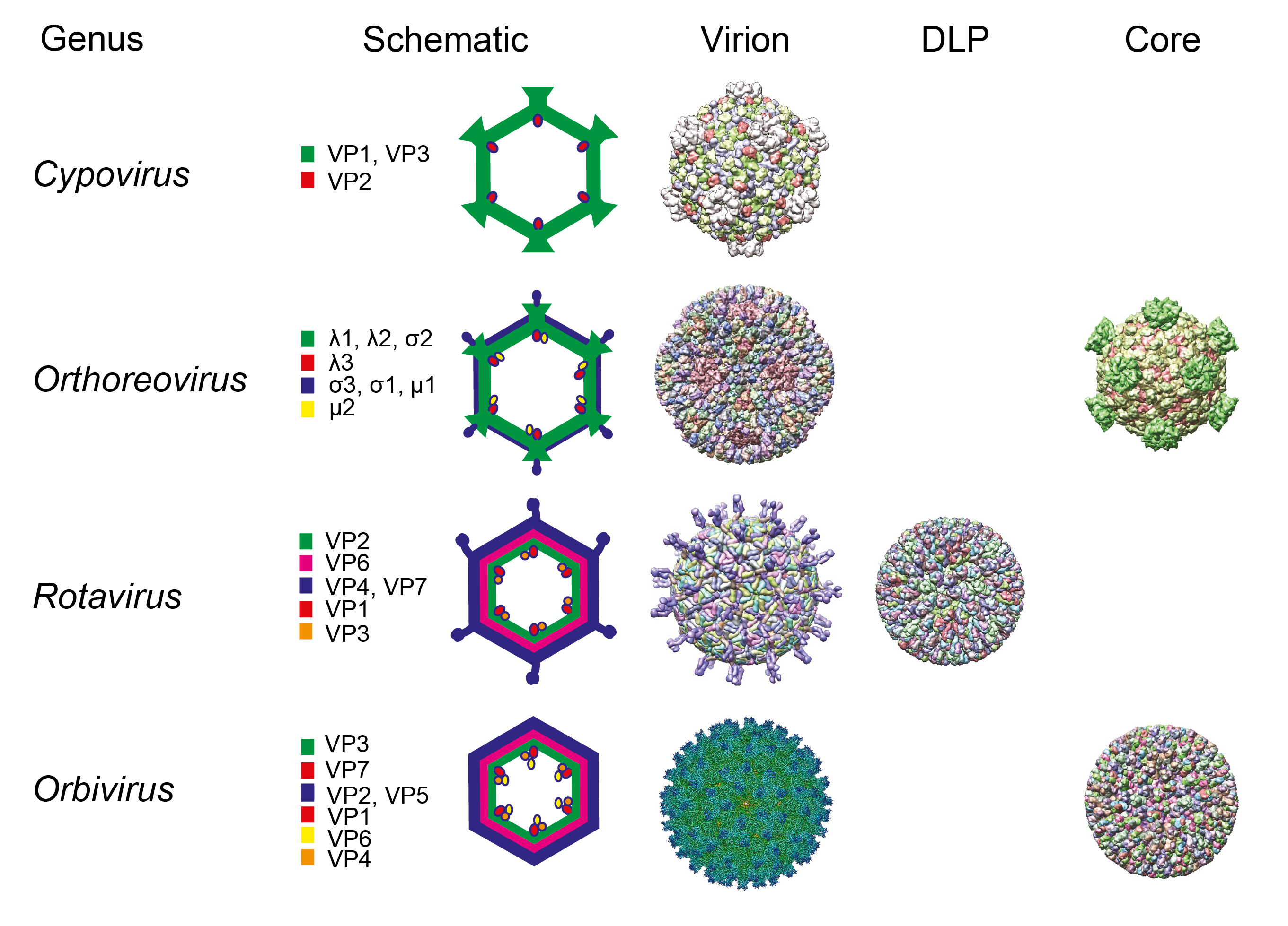 Figure 1. Reovirales