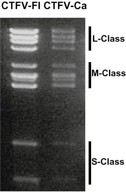 Figure 2. Coltivirus