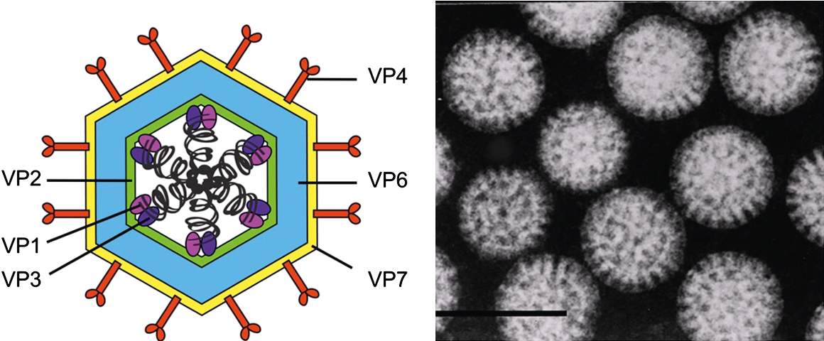 Figure 1. Rotavirus