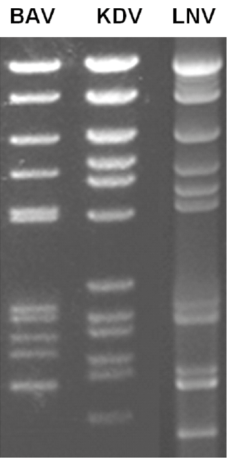 Figure 2. Seadornavirus 