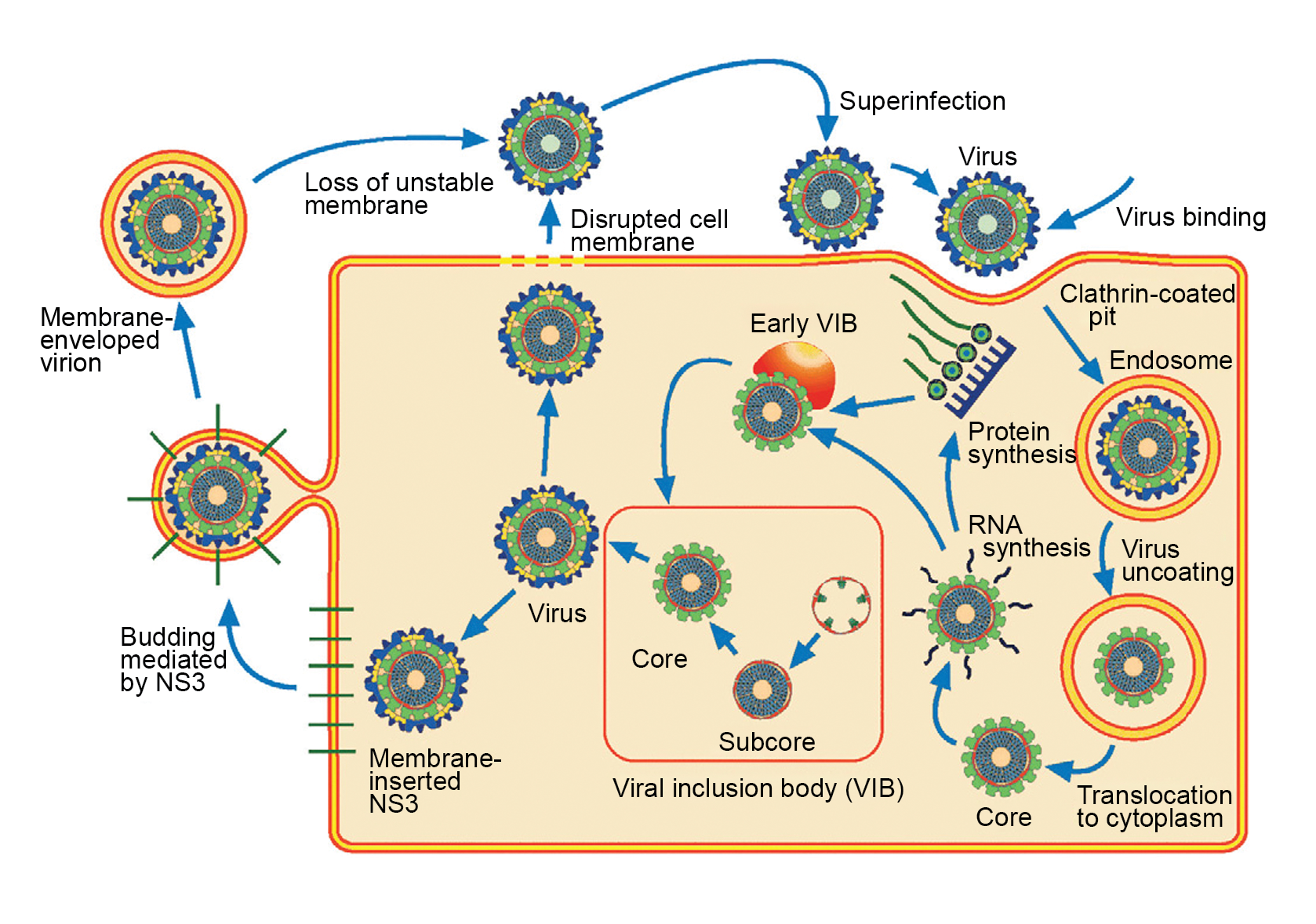 Figure 2.Reovirales