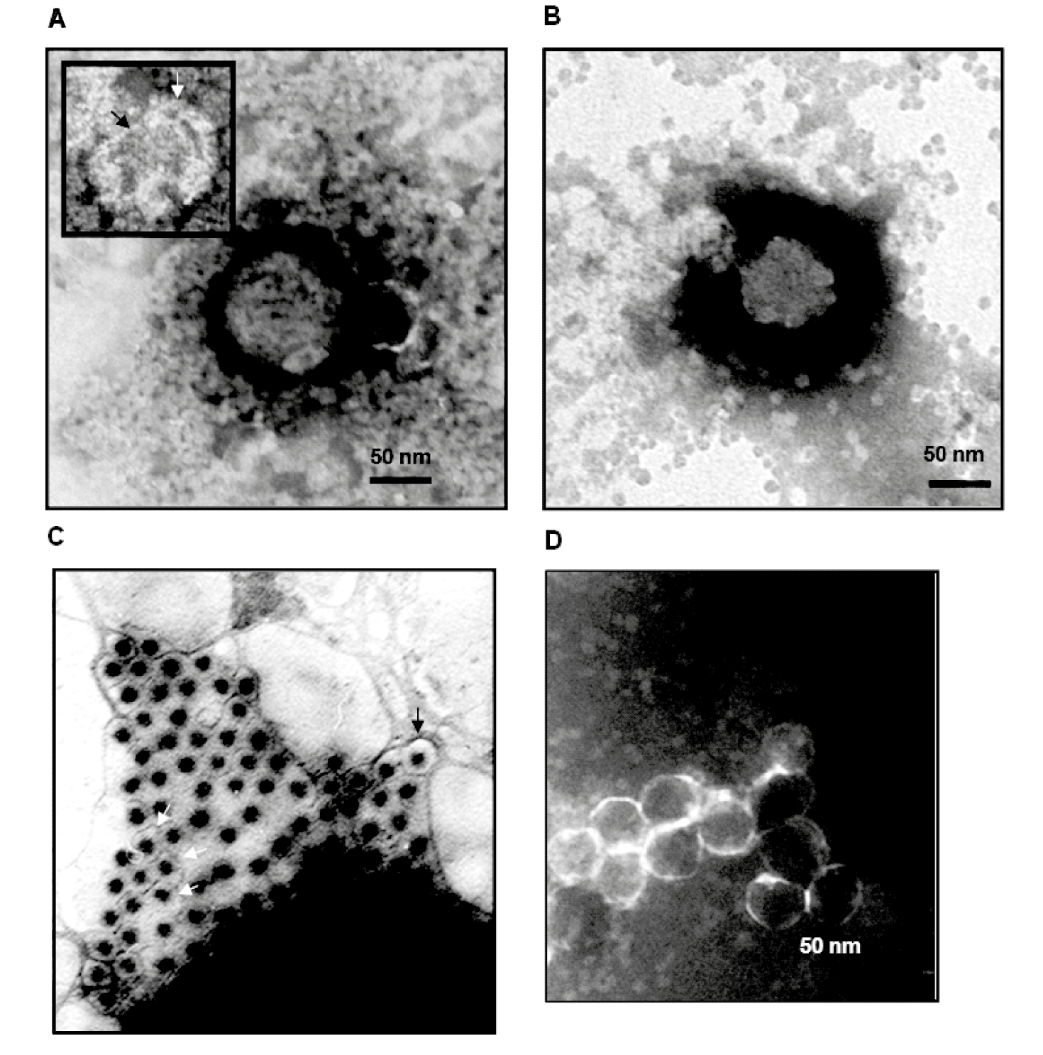 Figure 1.Mimoreovirus