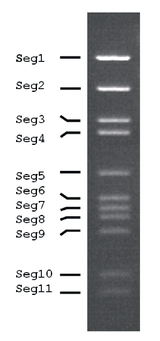 Figure 2.Mimoreovirus