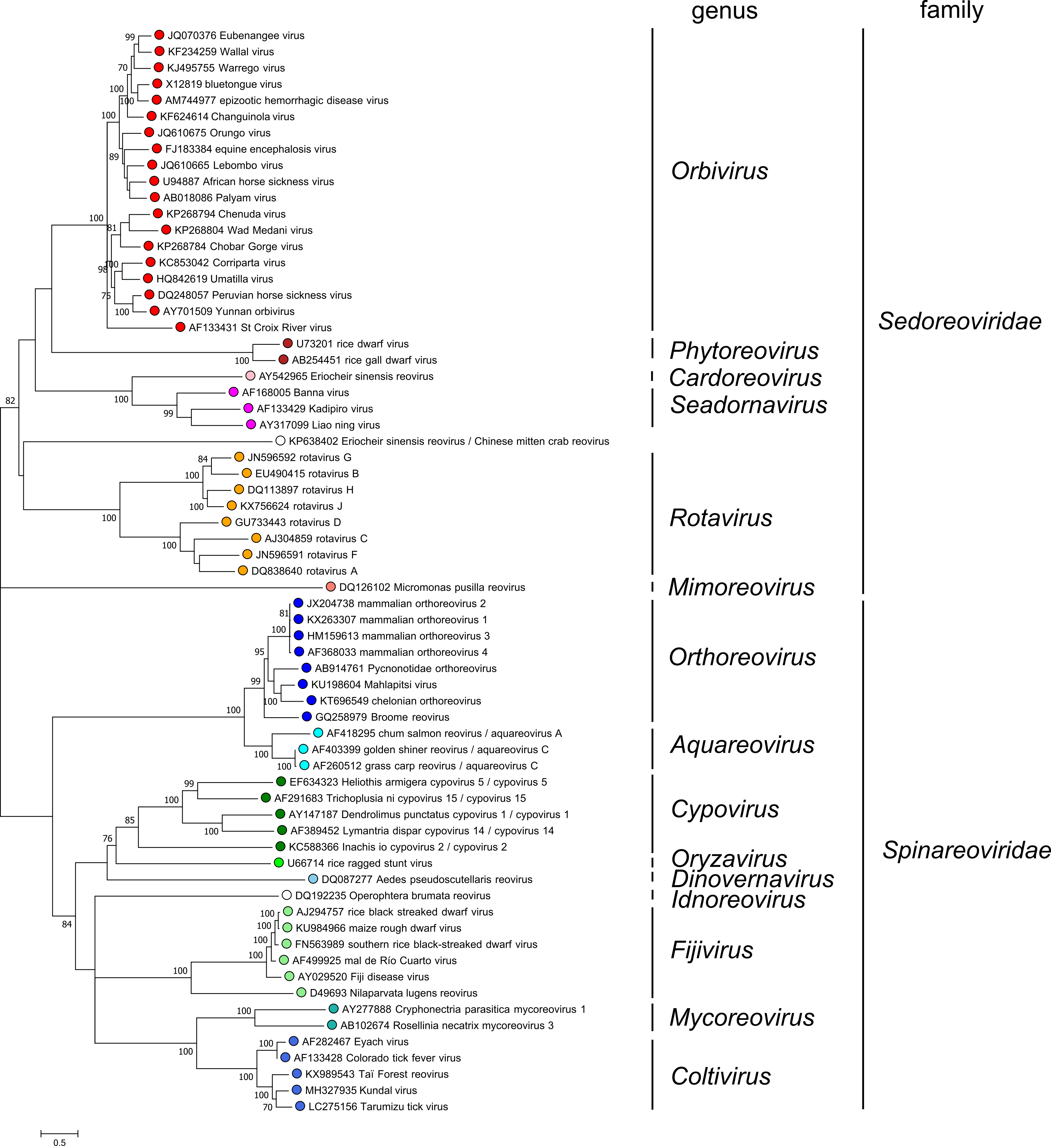 Figure 3.Reovirales