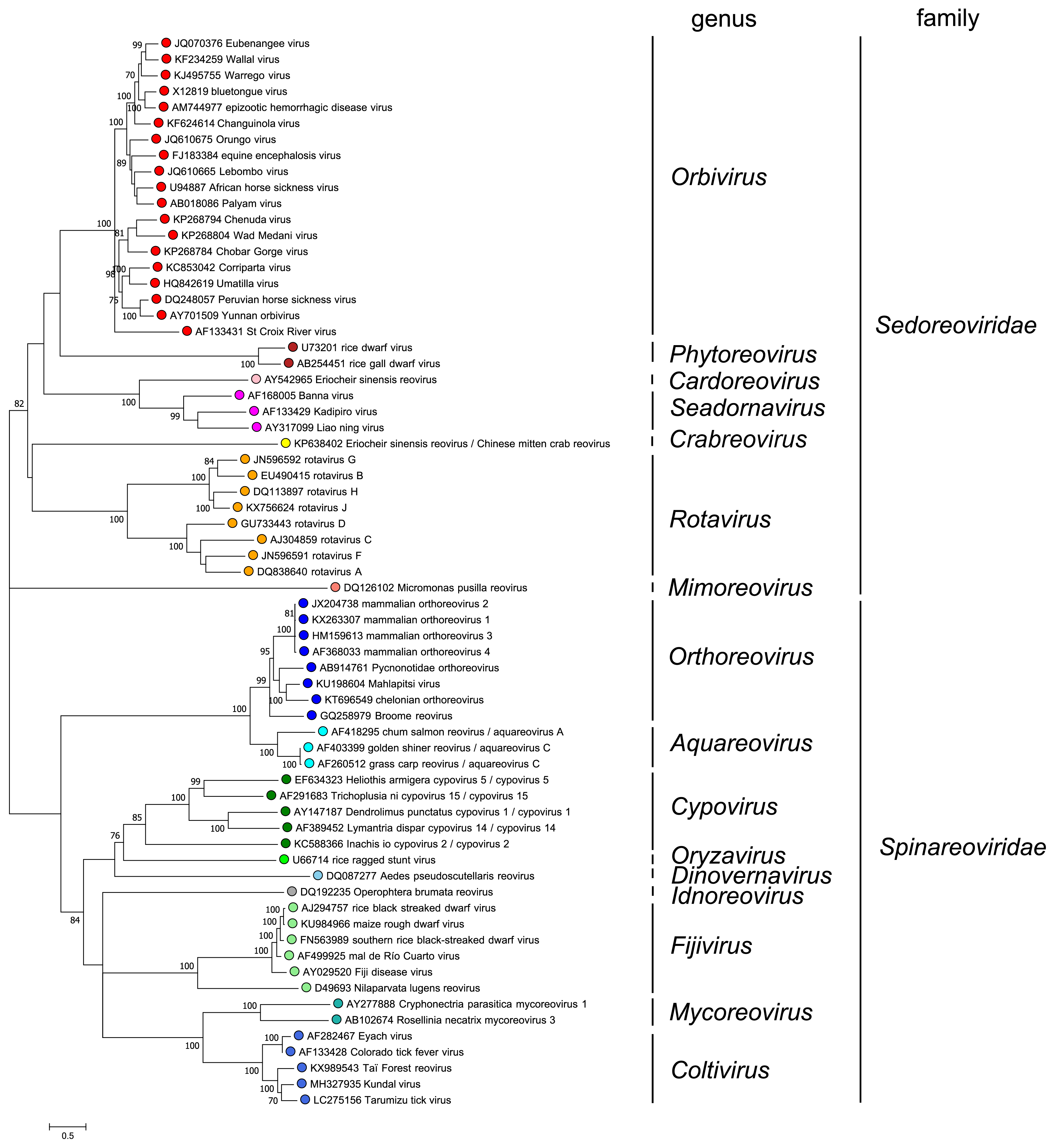 Reovirales phylogeny