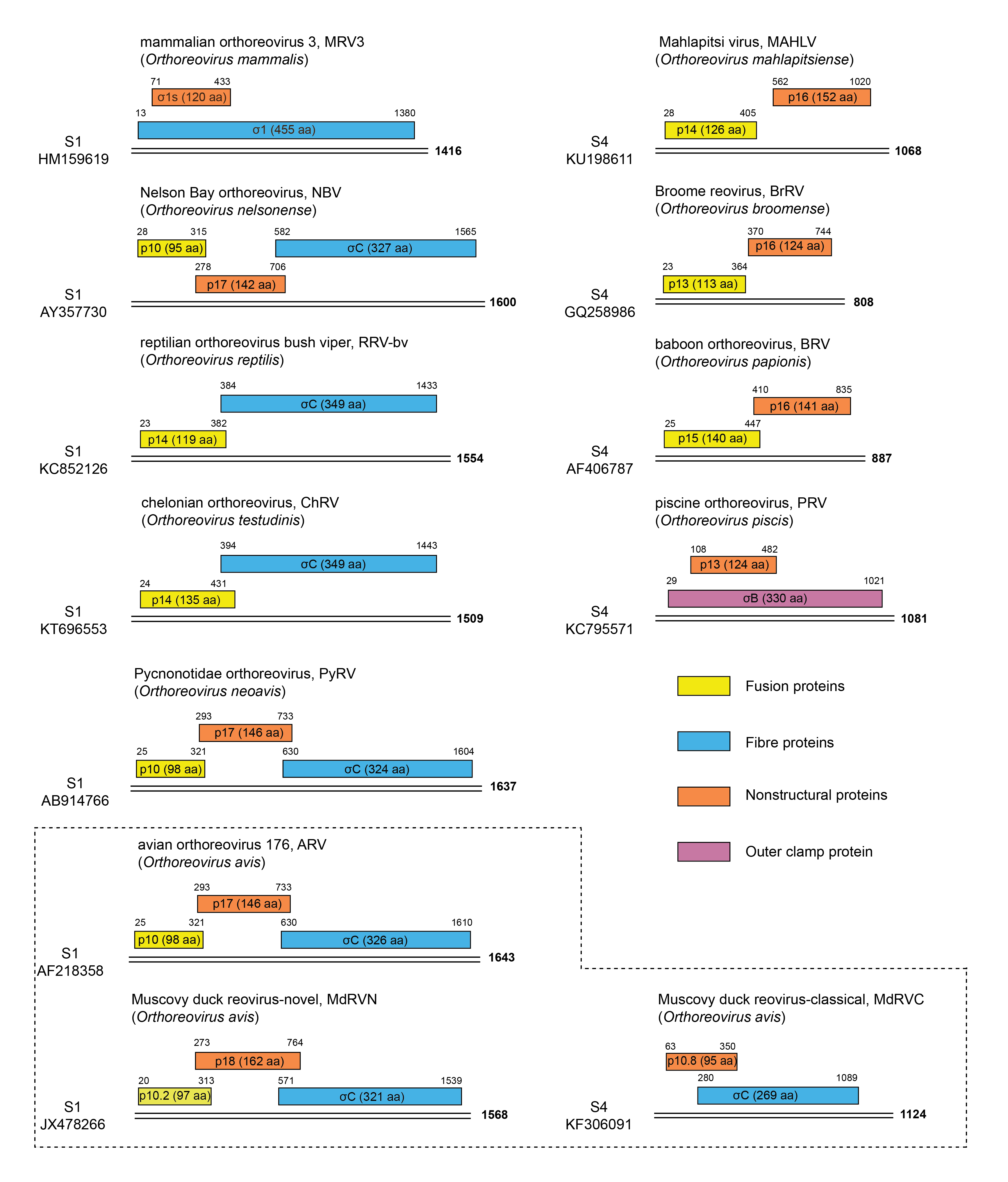 Orthoreovirus genome