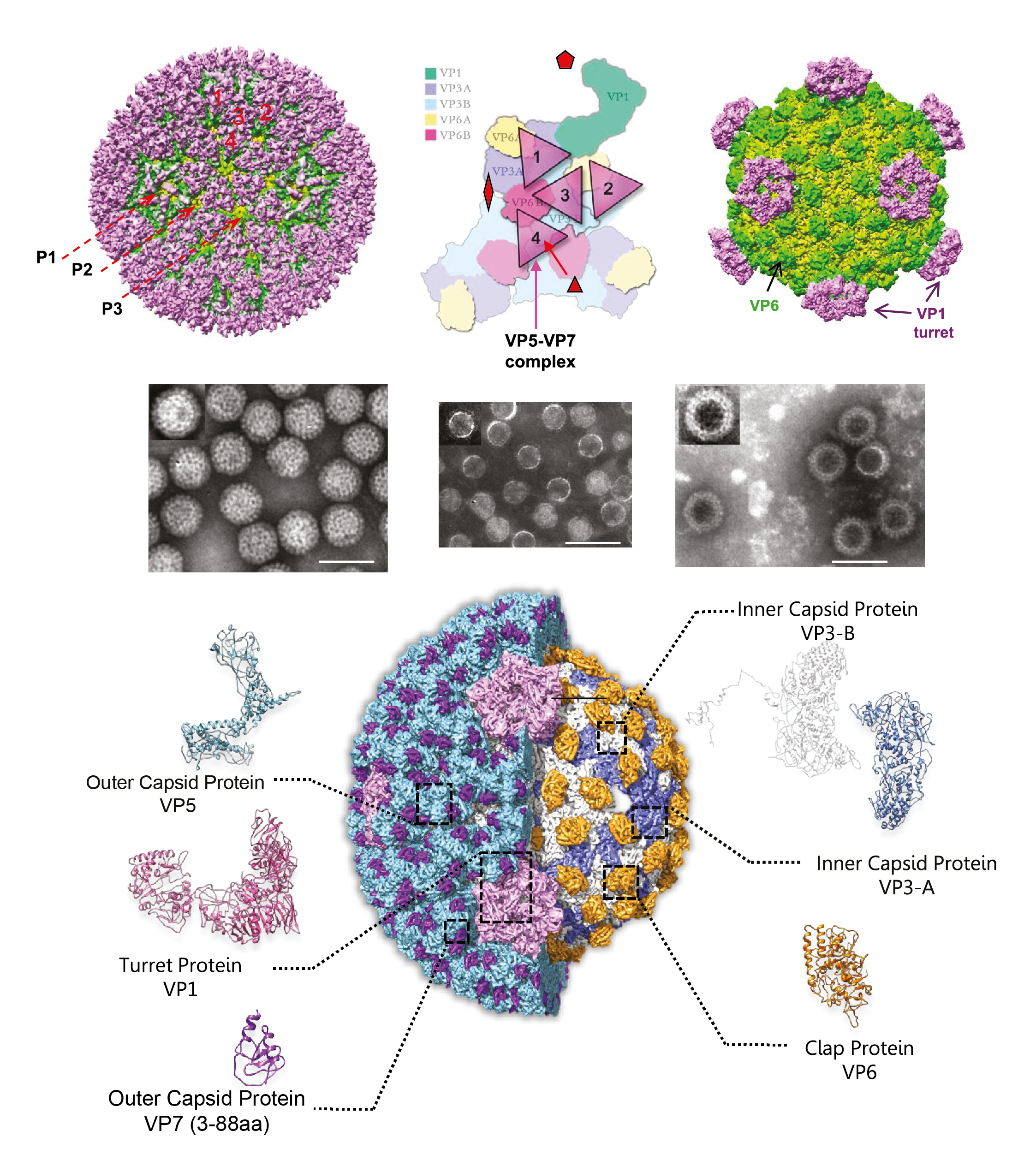 Figure 1. Aquareovirus