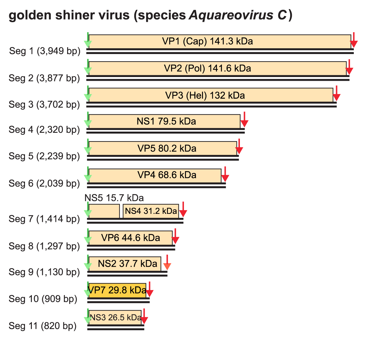 Figure 2. Aquareovirus