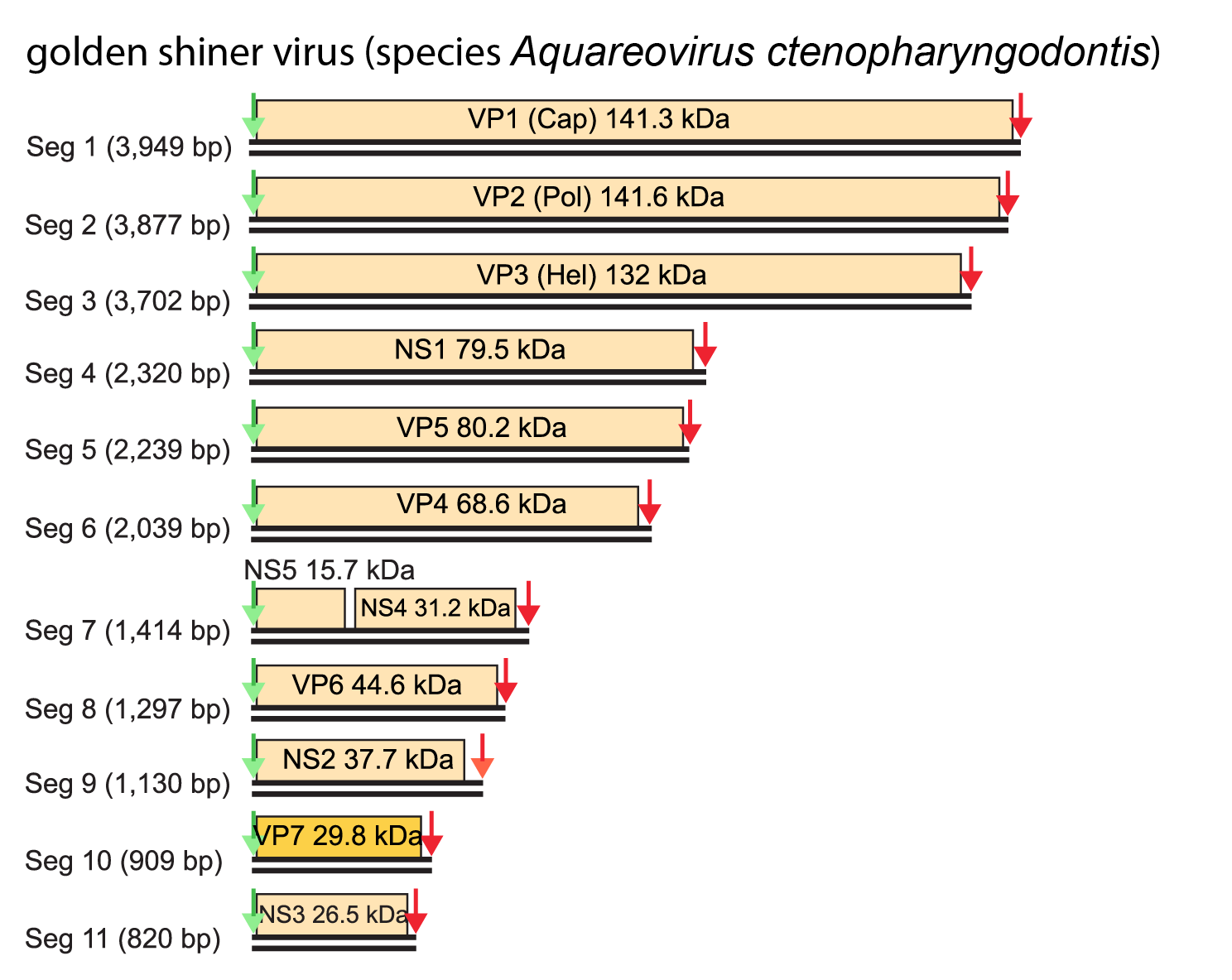 Aquareovirus genome