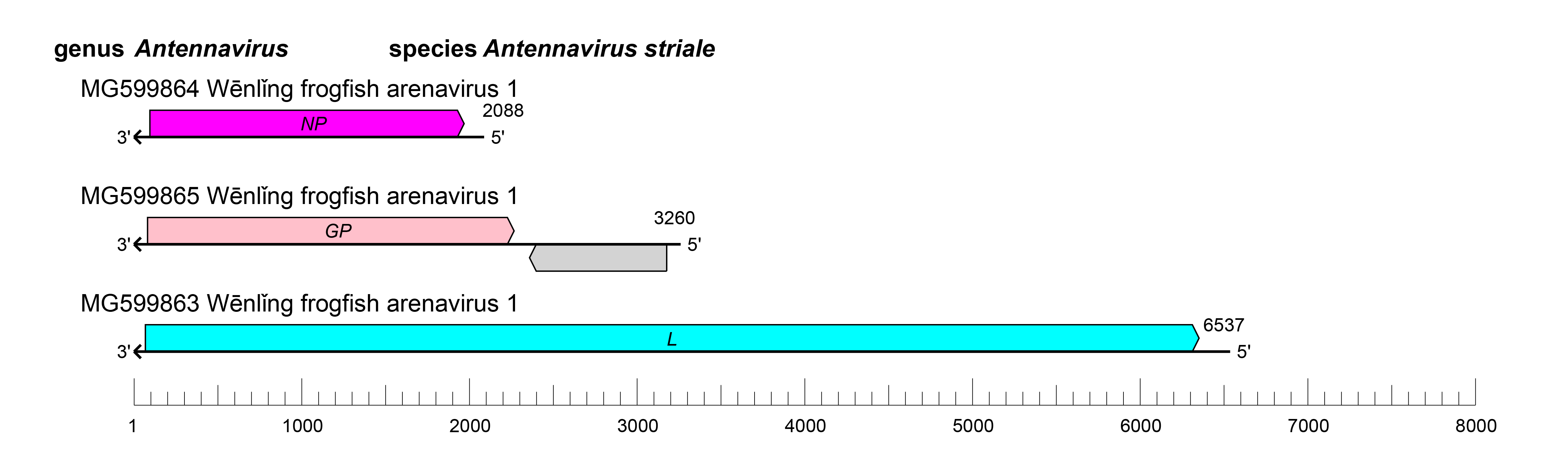 Antennavirus genome organisation