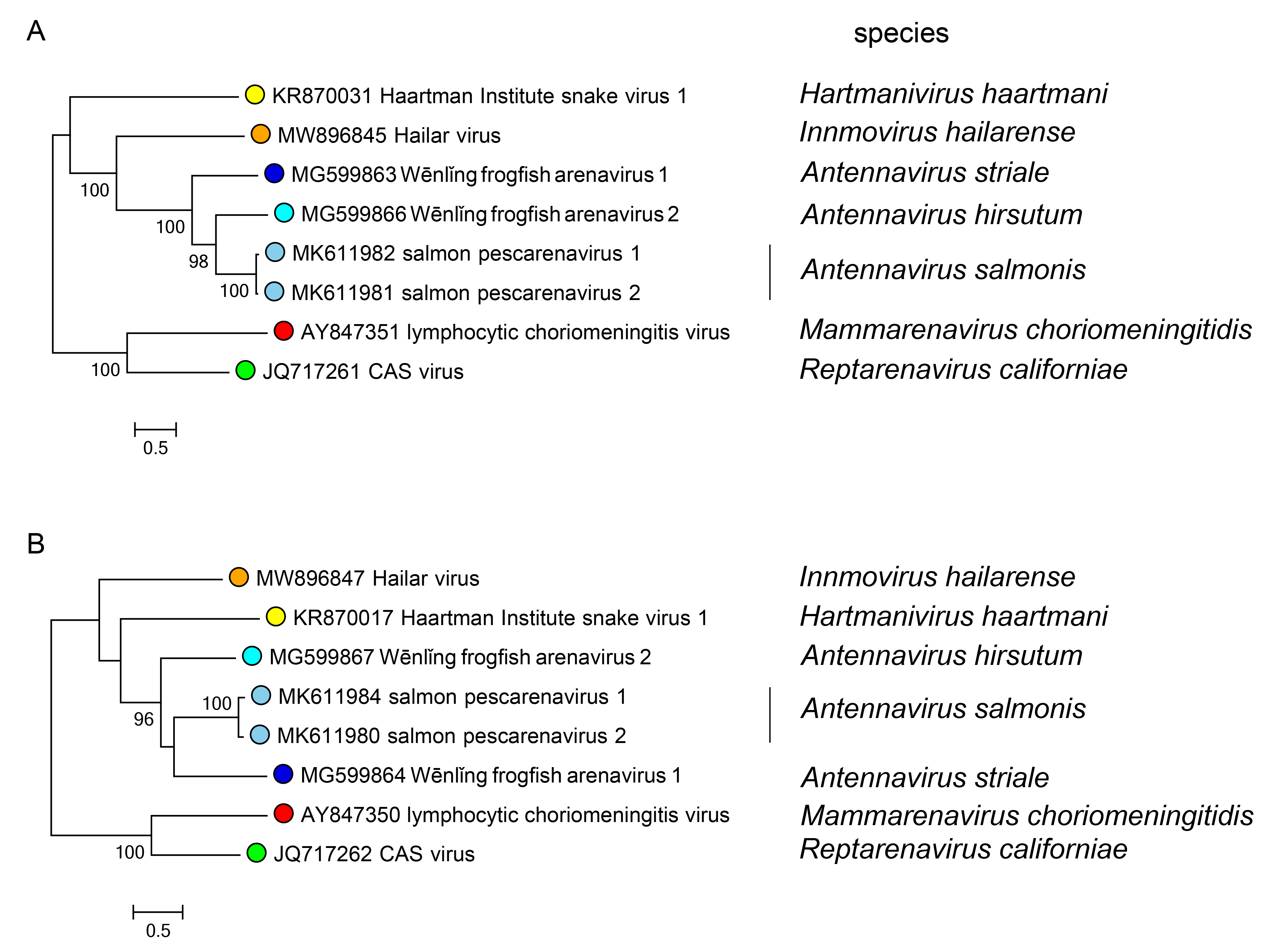 Antennavirus phylogeny