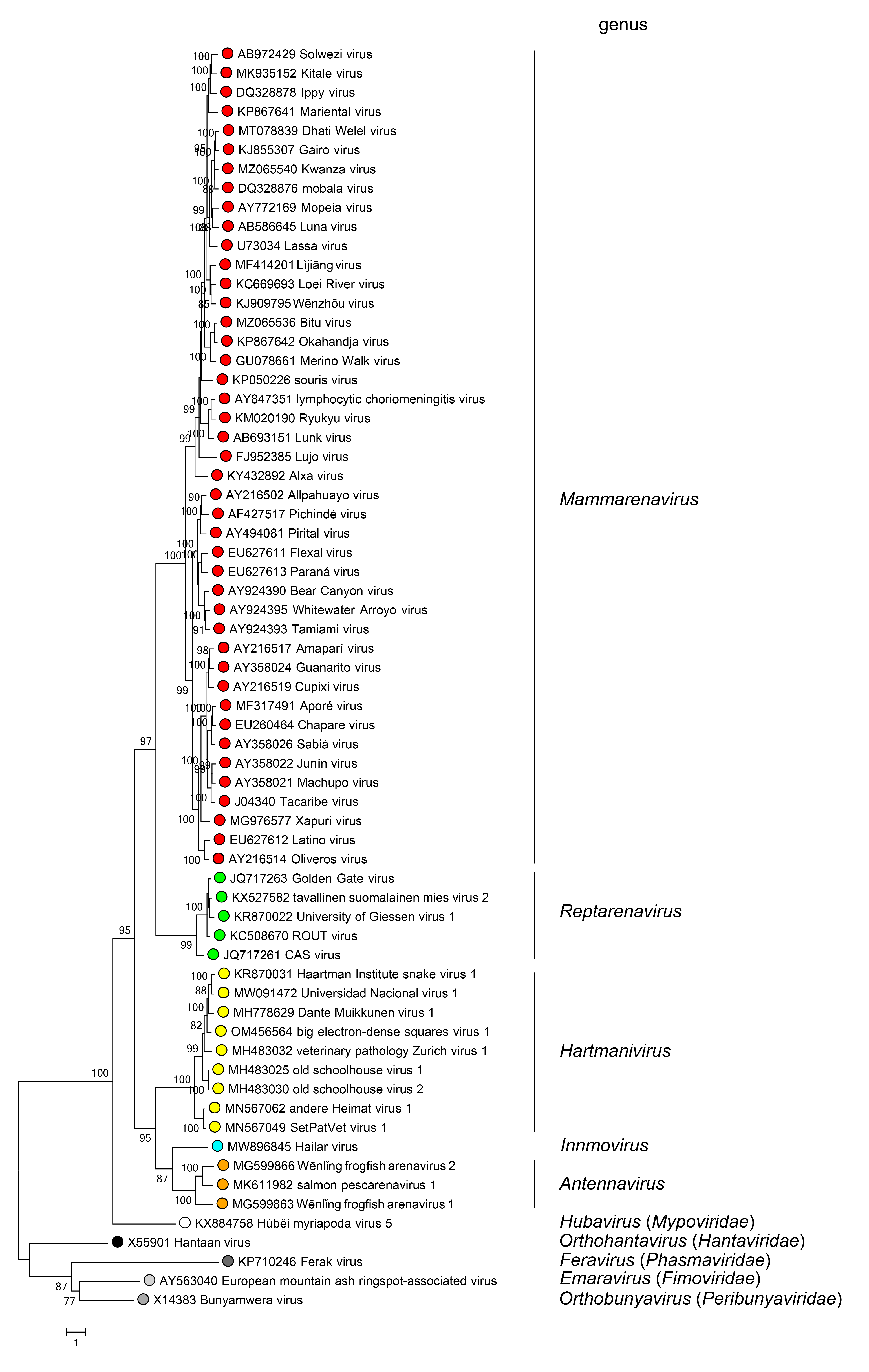 Arenaviridae phylogeny