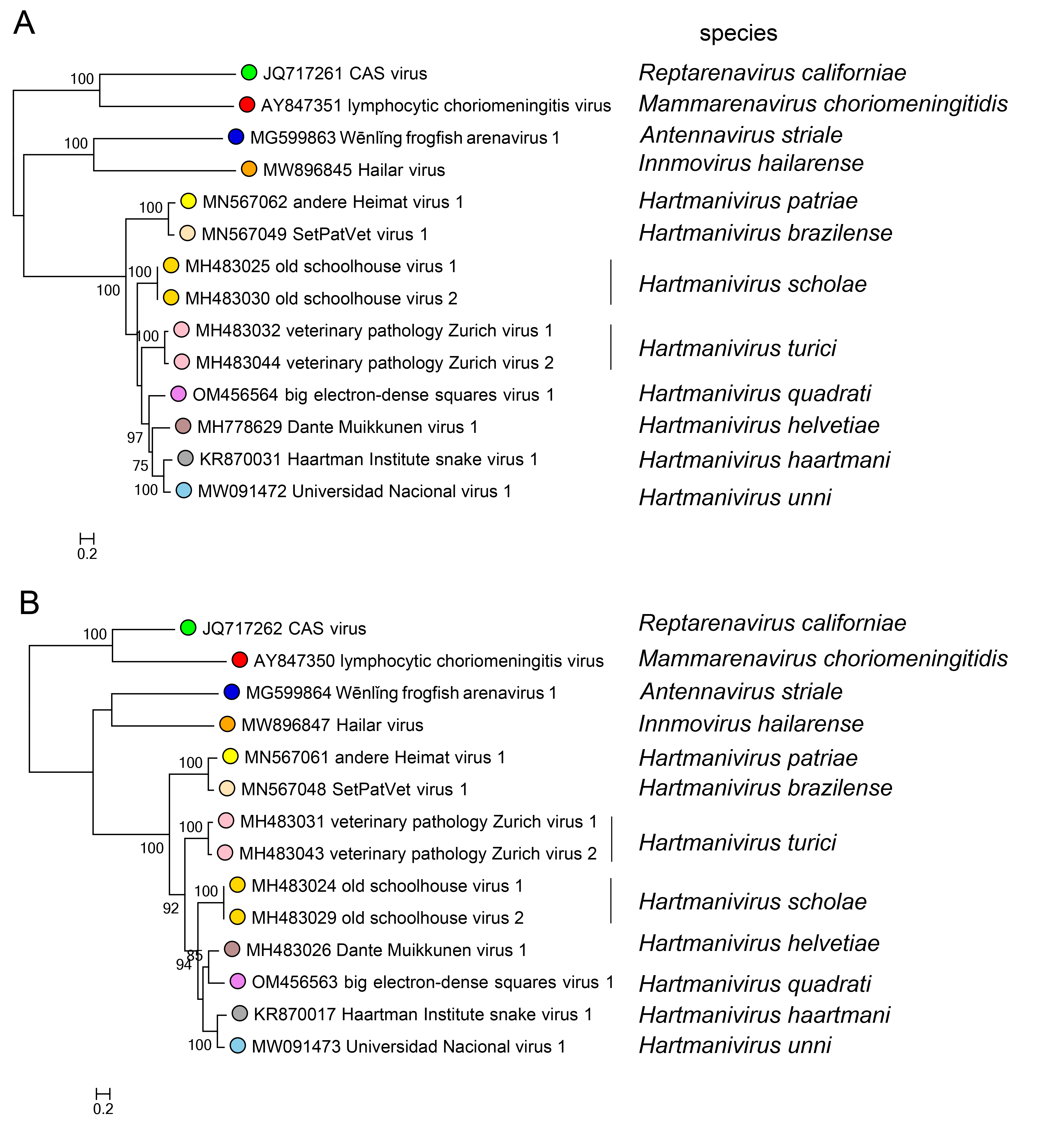 Hartmanivirus phylogeny