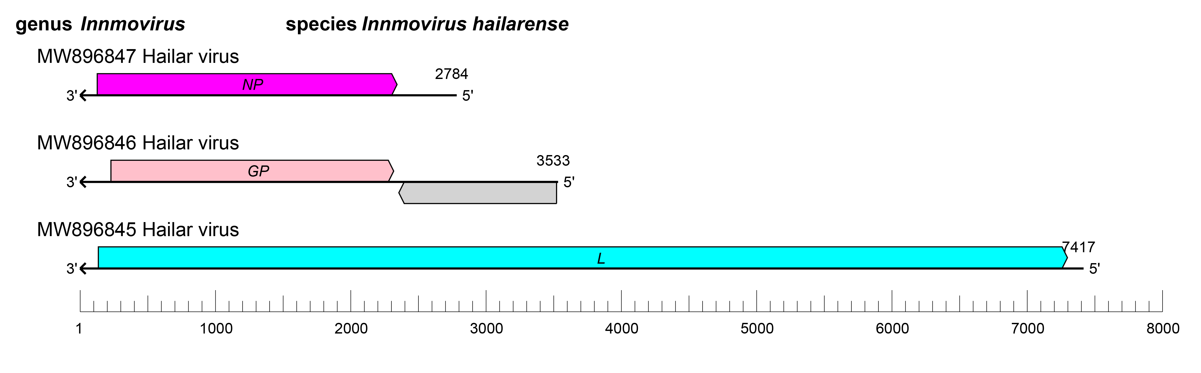 Innmovirus genome organisation