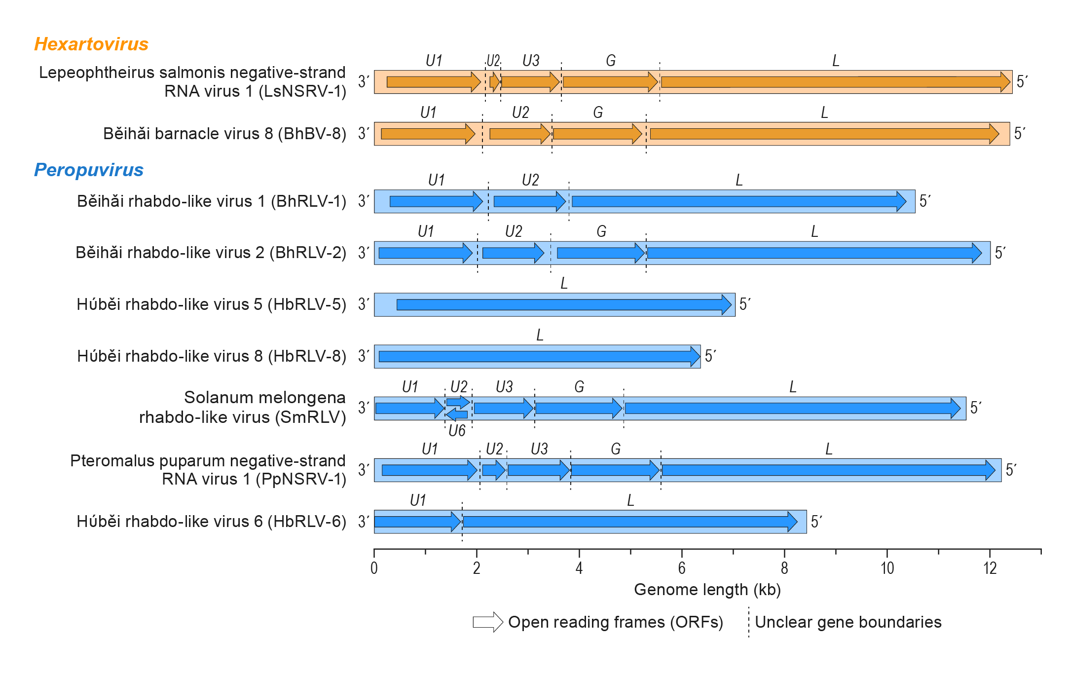 Genome organisation Artoviridae