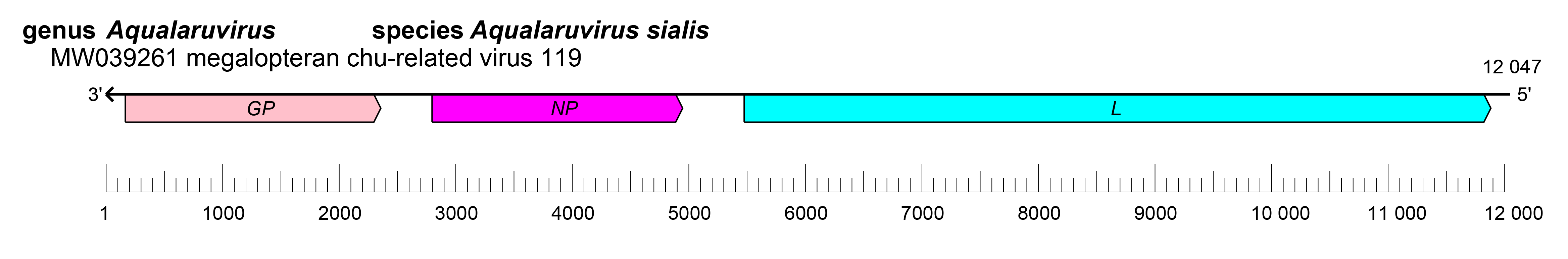 Crepuscuviridae genome