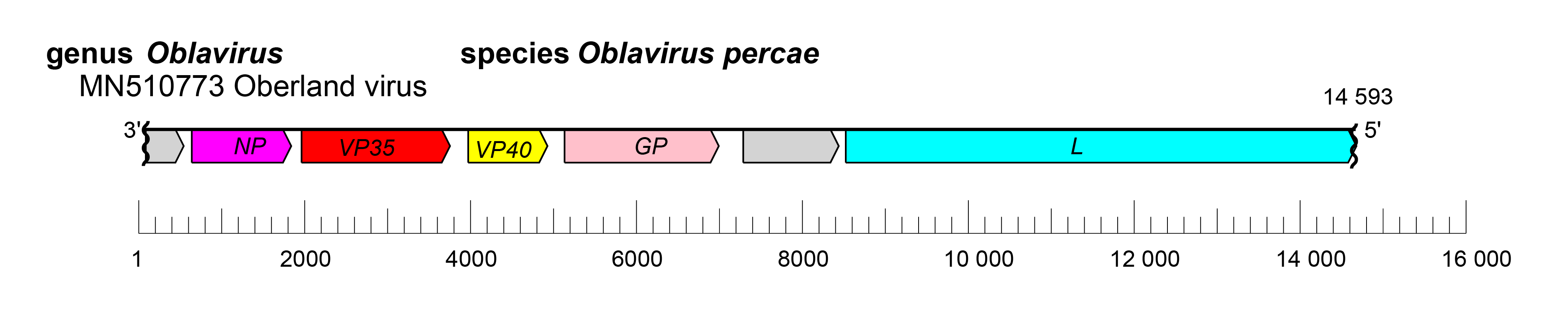 Oblavirus genome