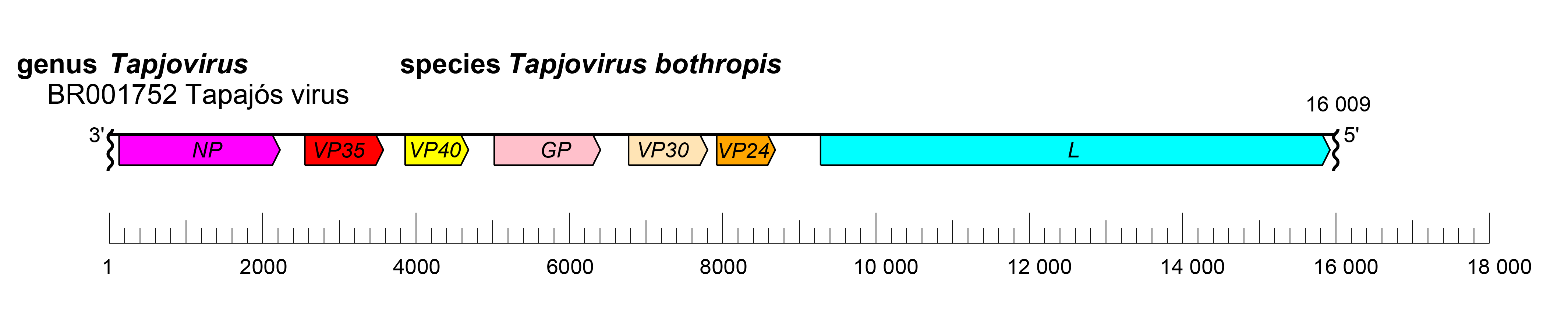 Tapjovirus genome