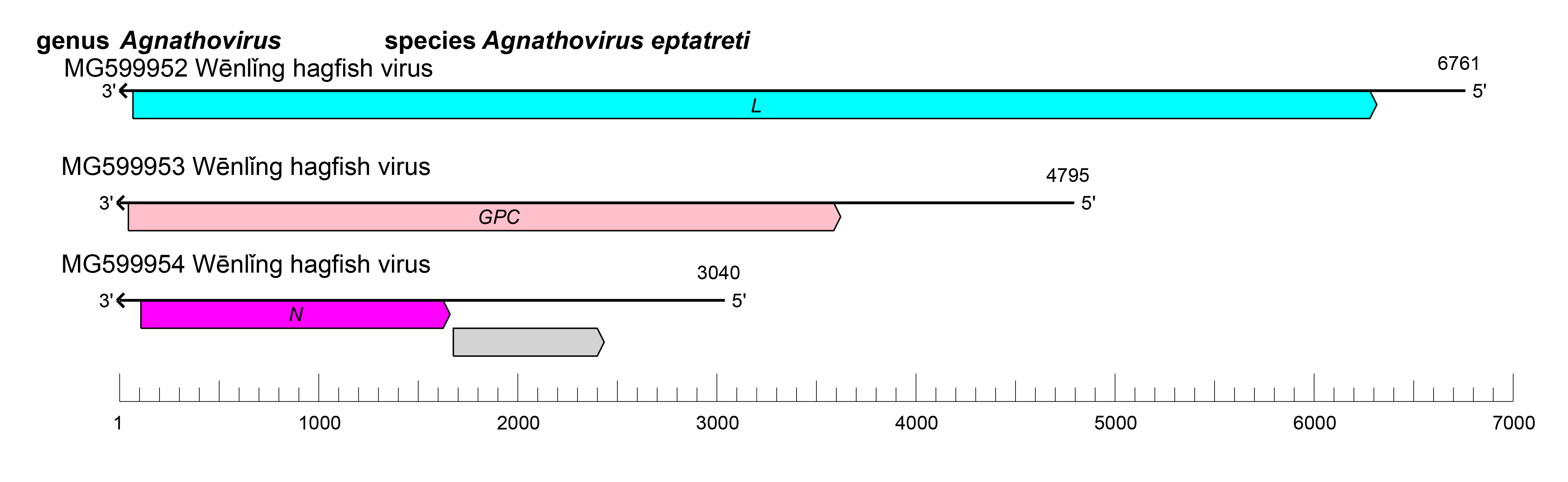 Agnathovirus genome