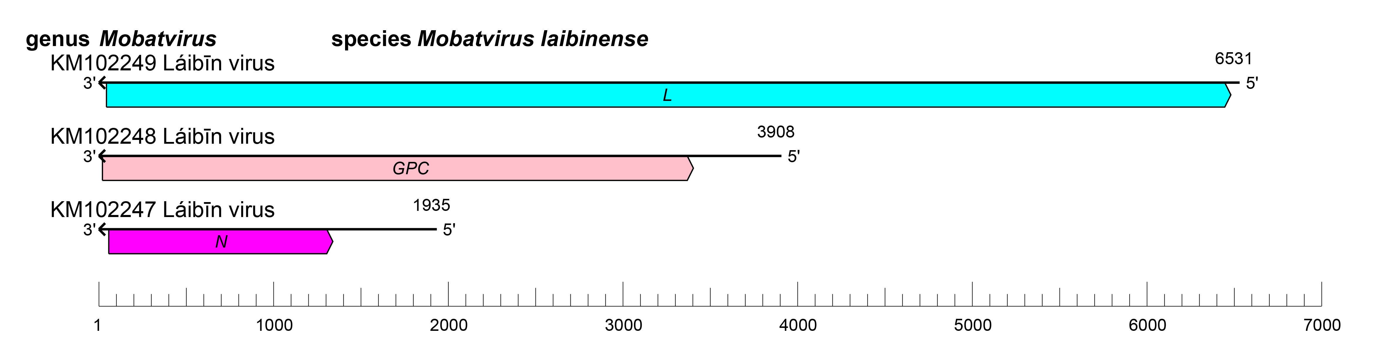 Mobatvirus genome