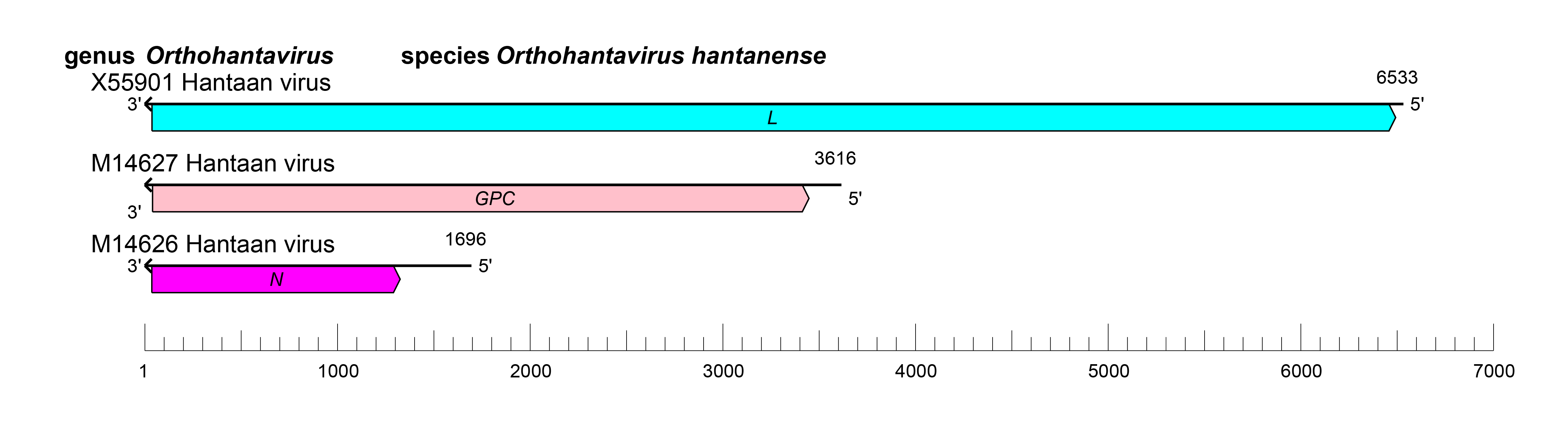 Orthohantovirus genome