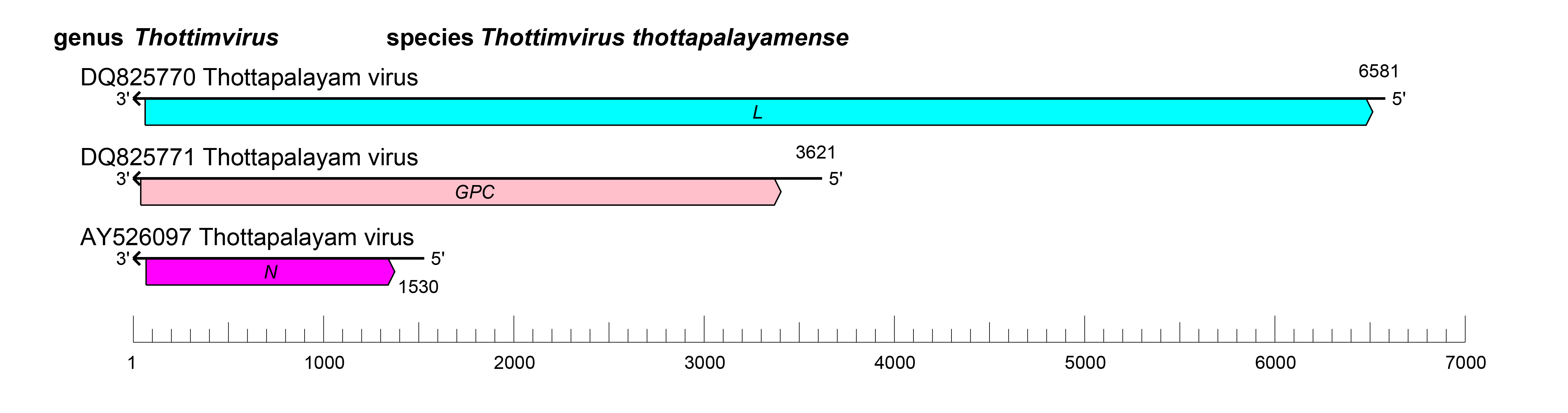 Thottimvirus genome