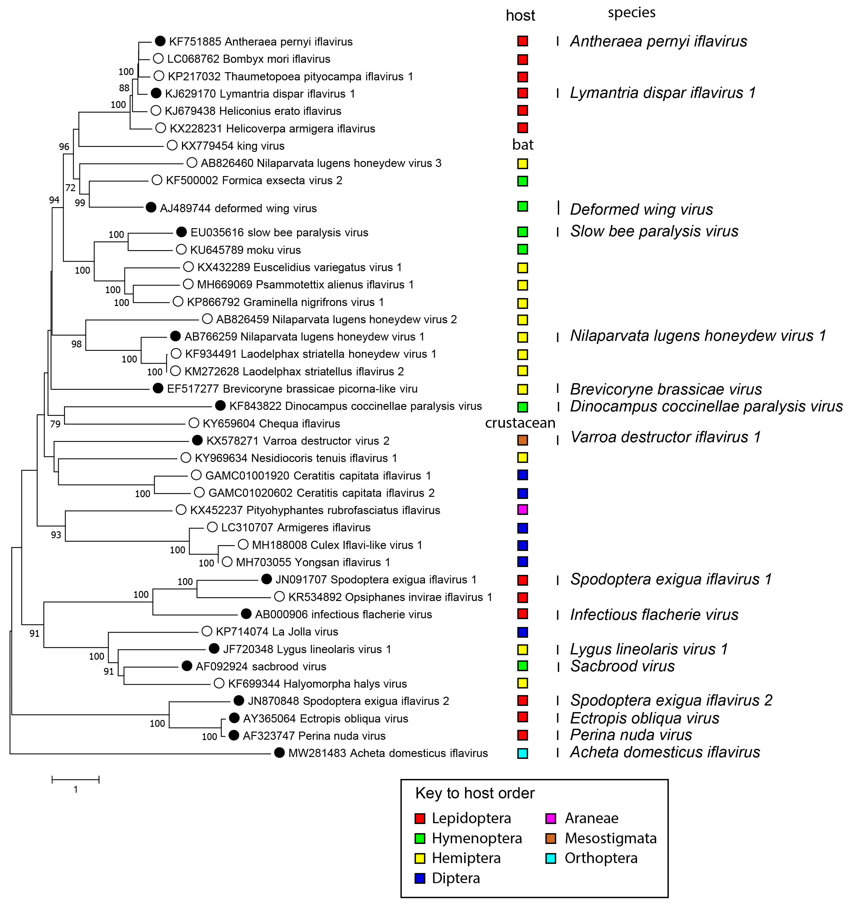 Phylogenetic tree of family Iflaviridae