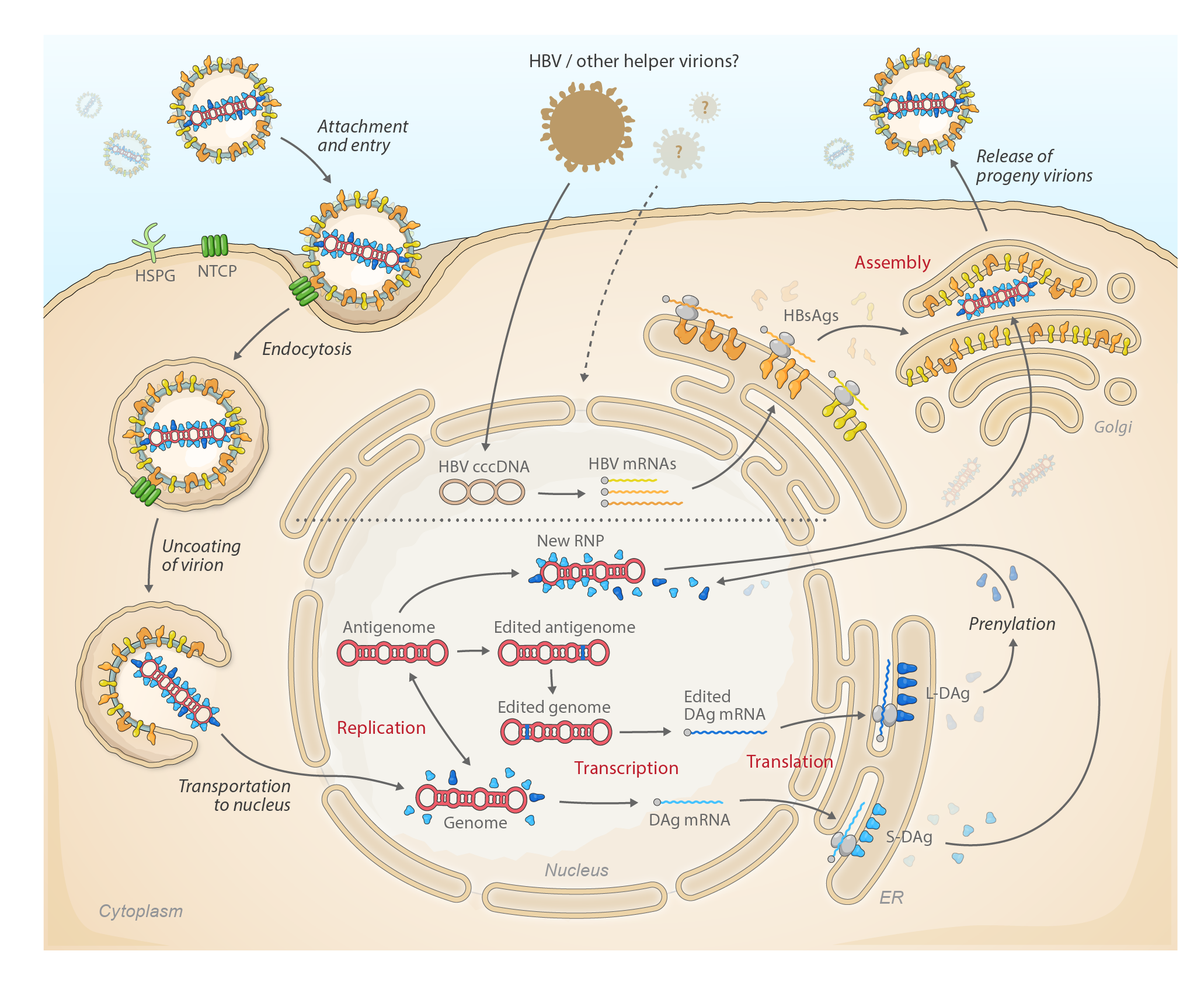 Kolmioviridae life cycle