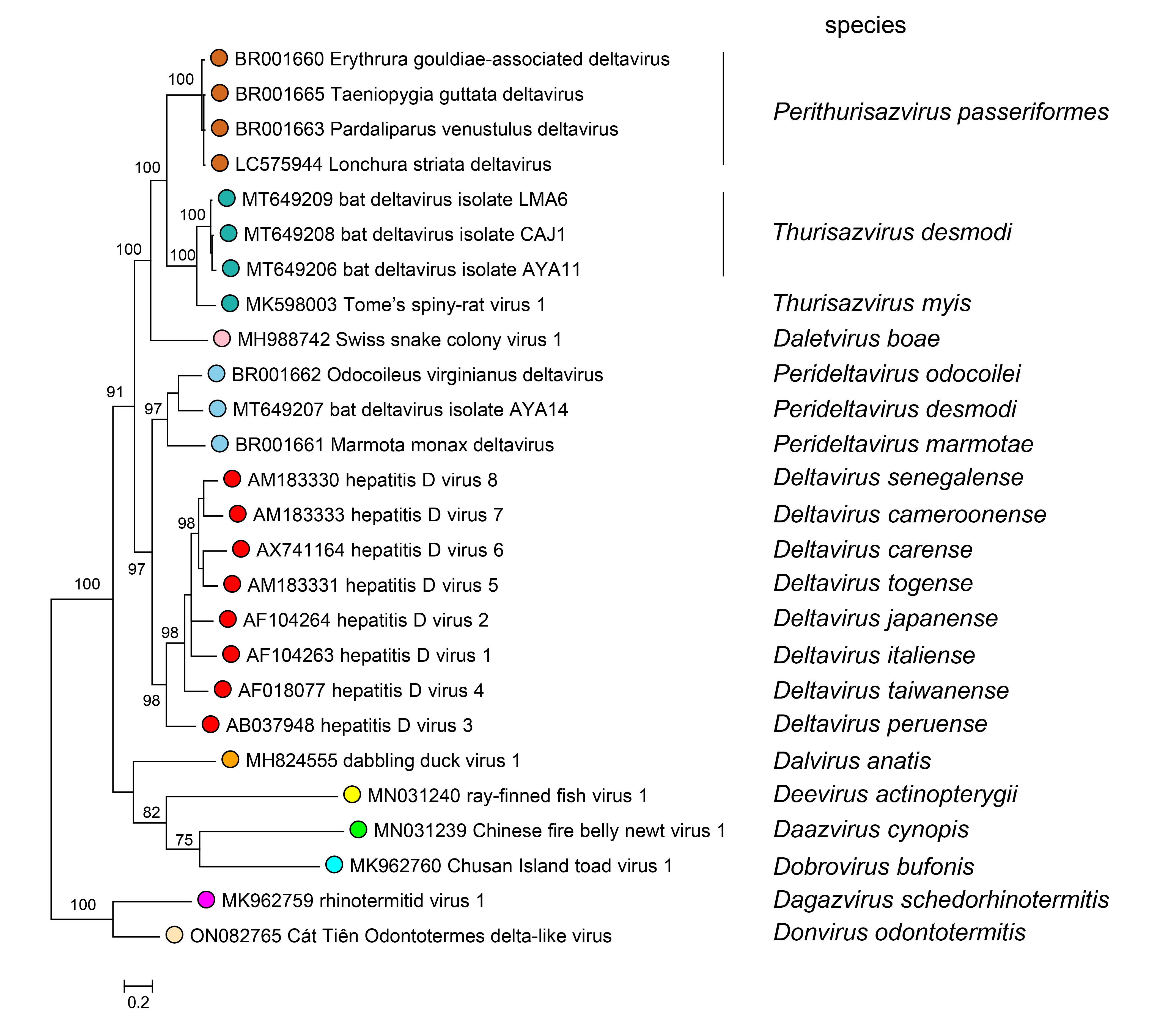 Kolmioviridae phylogeny