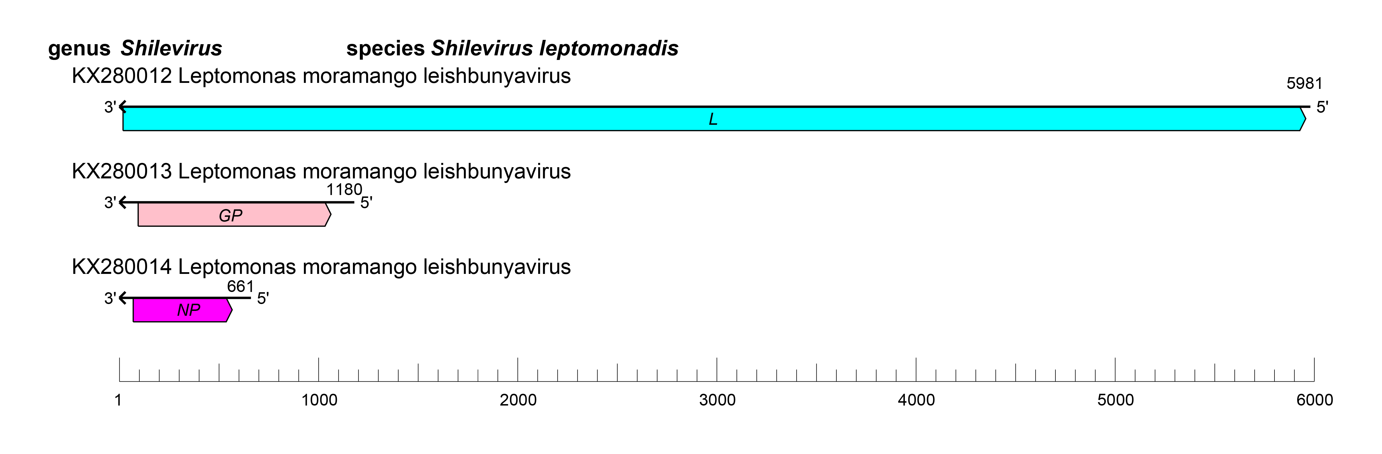 Leishbuviridae genome