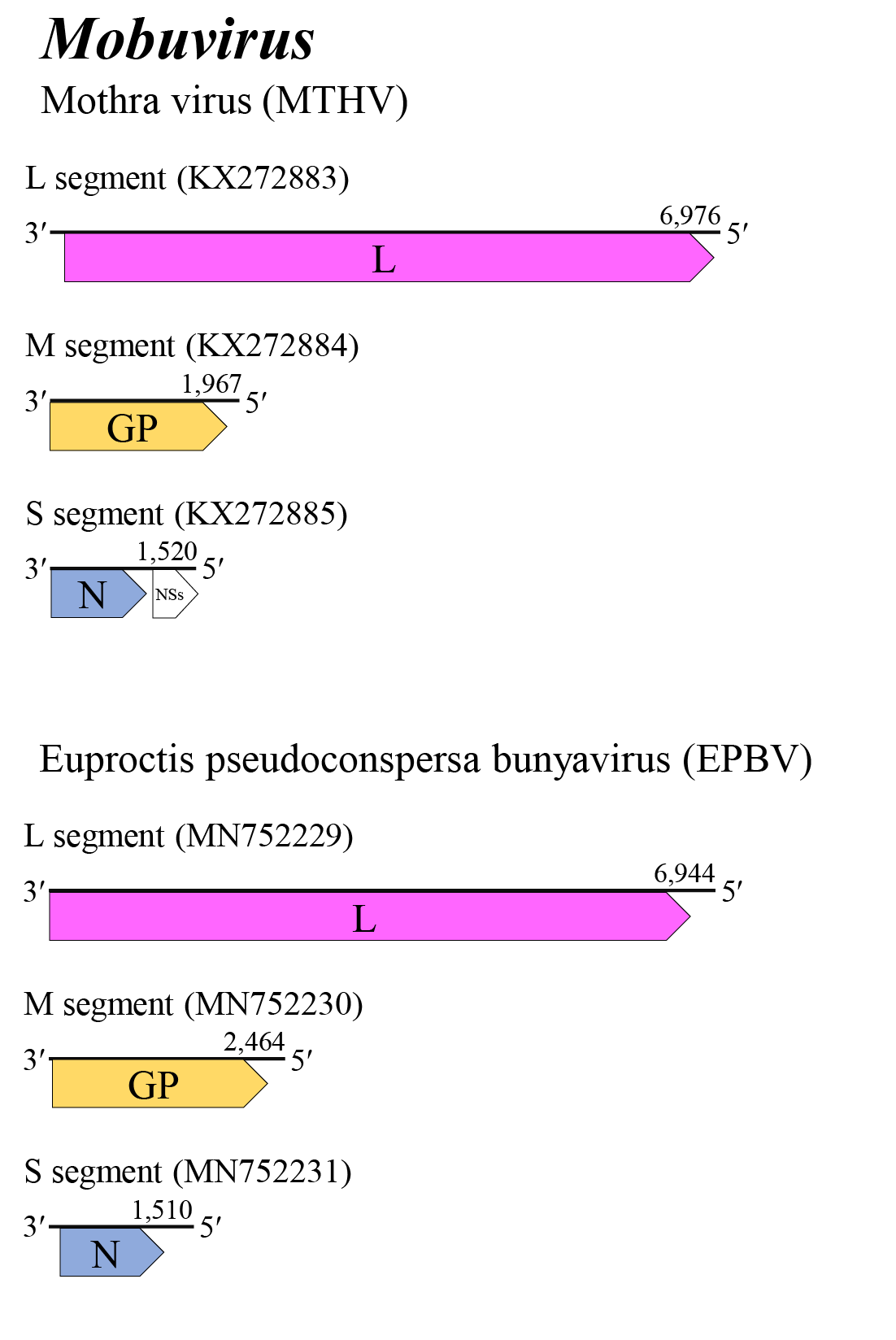 Mobuvirus genome