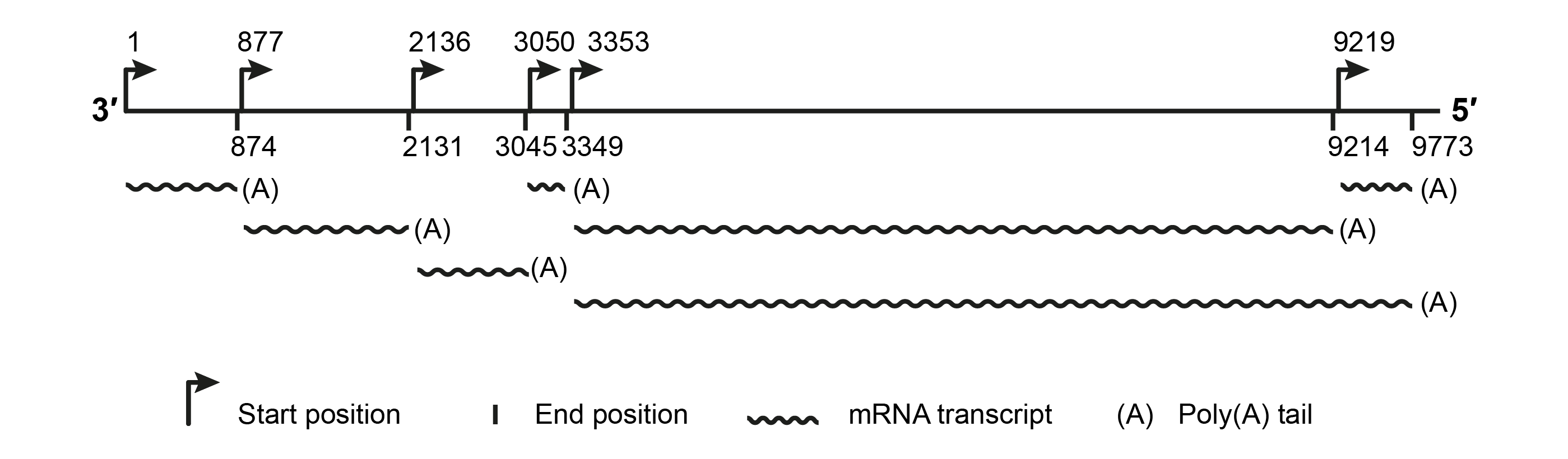 Mymonavirid transcription map