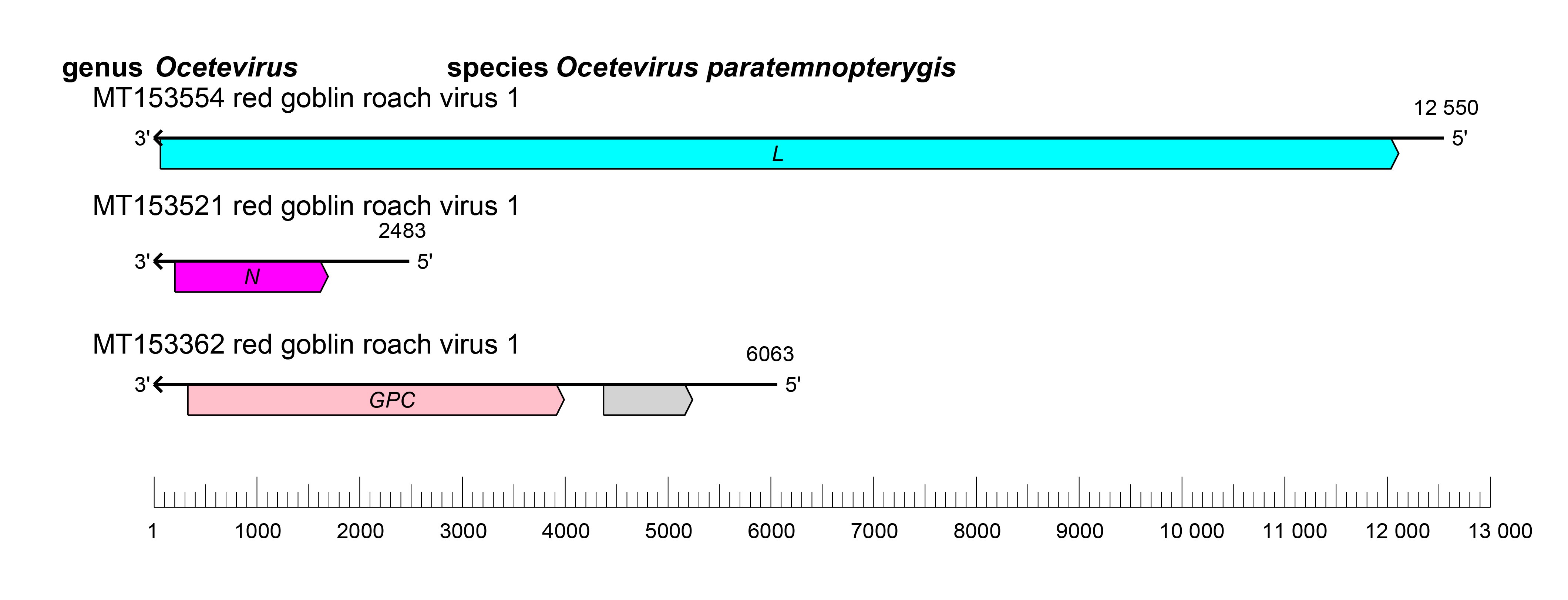 Ocetvirus genome