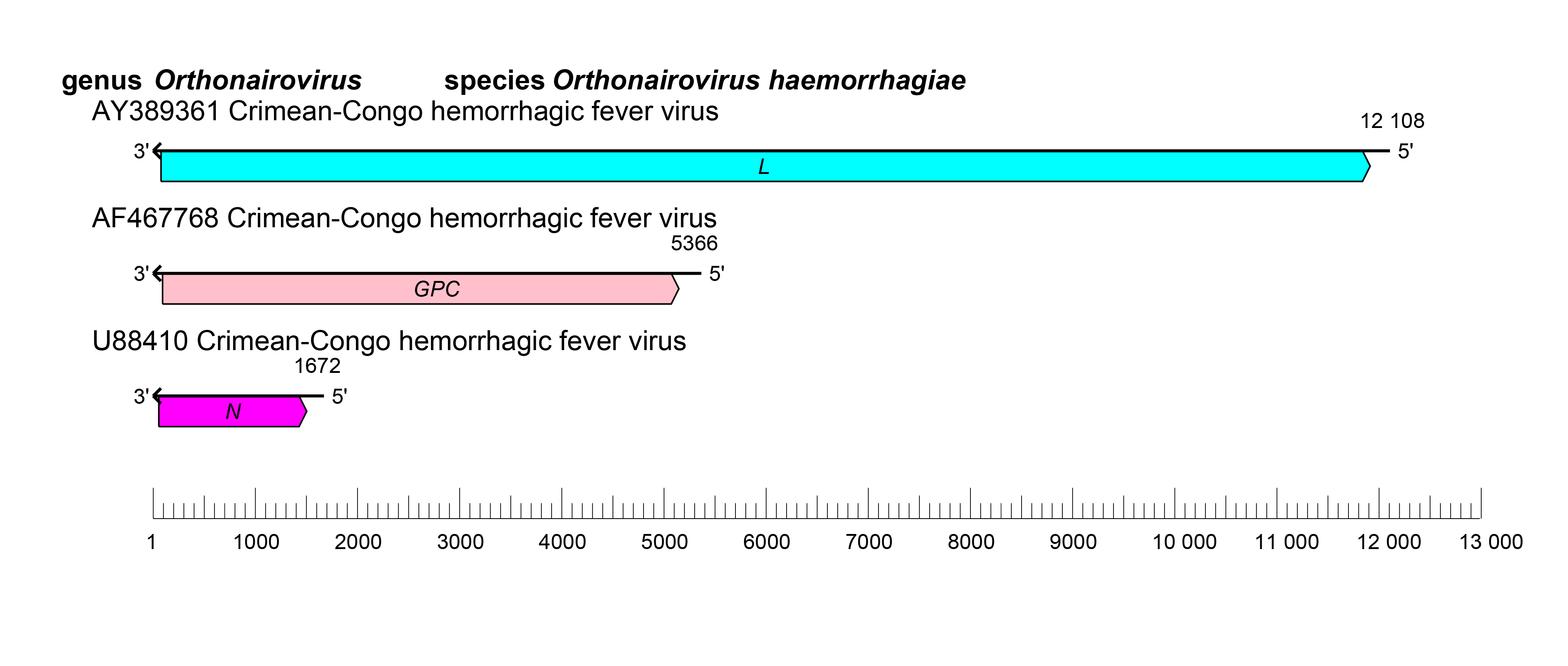 Orthonairovirus genome