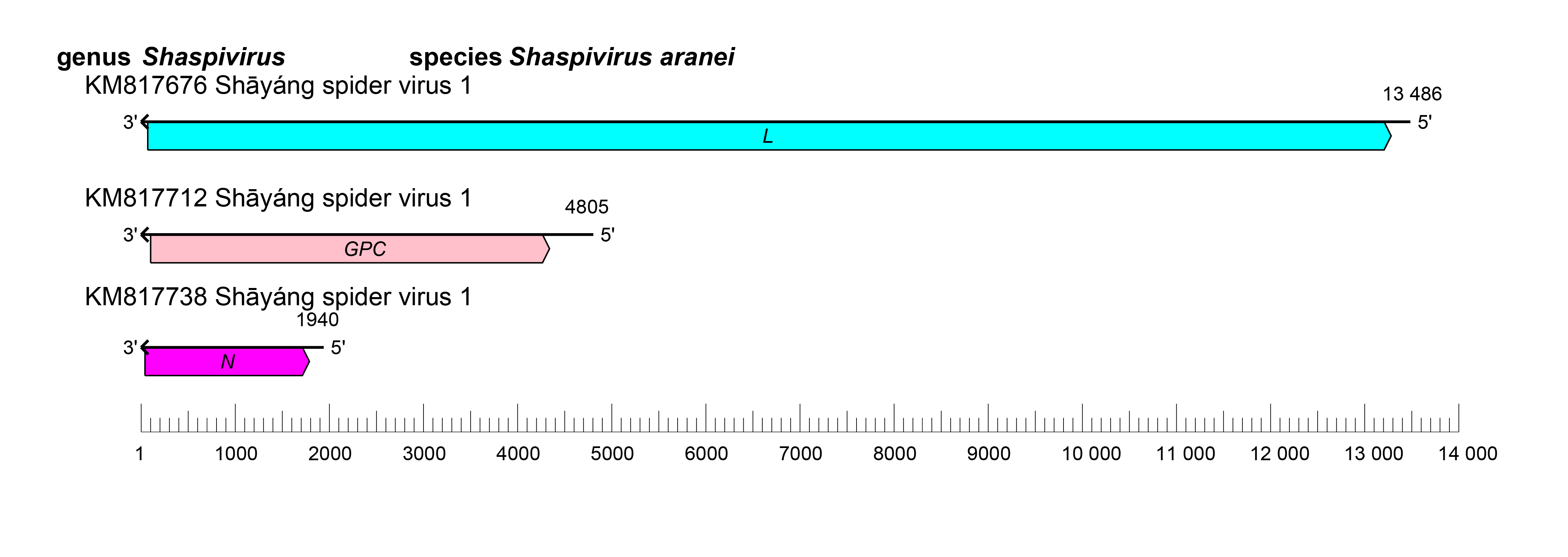 Shaspivirus genome