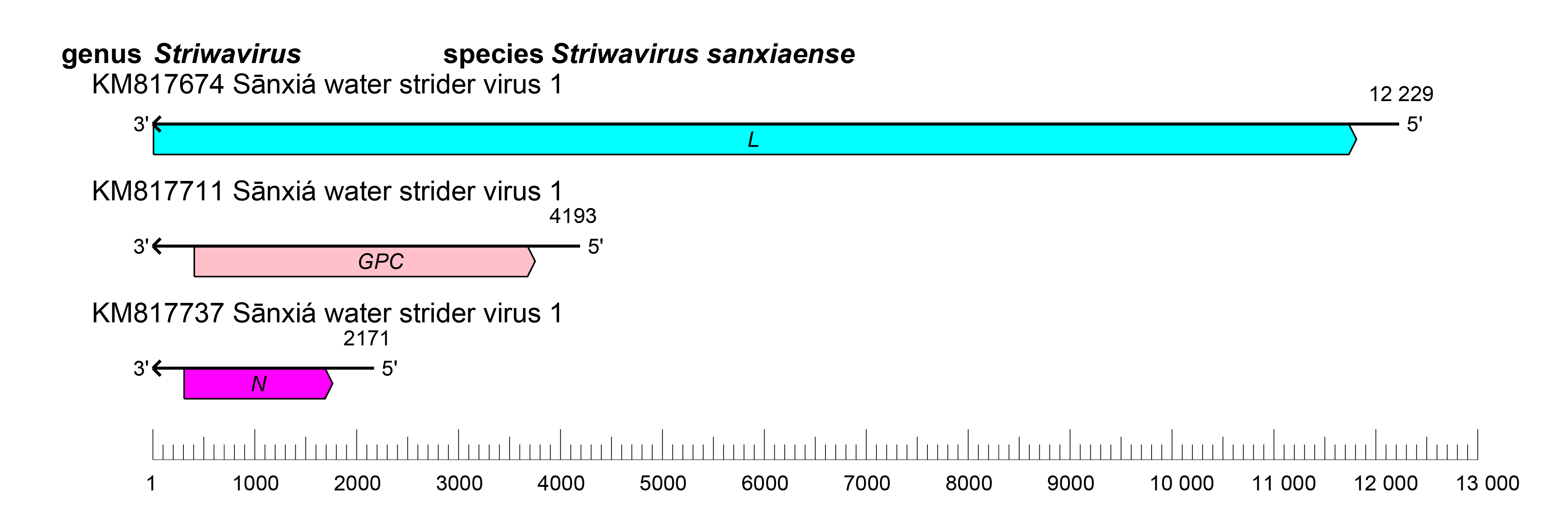 Striwavirus genome